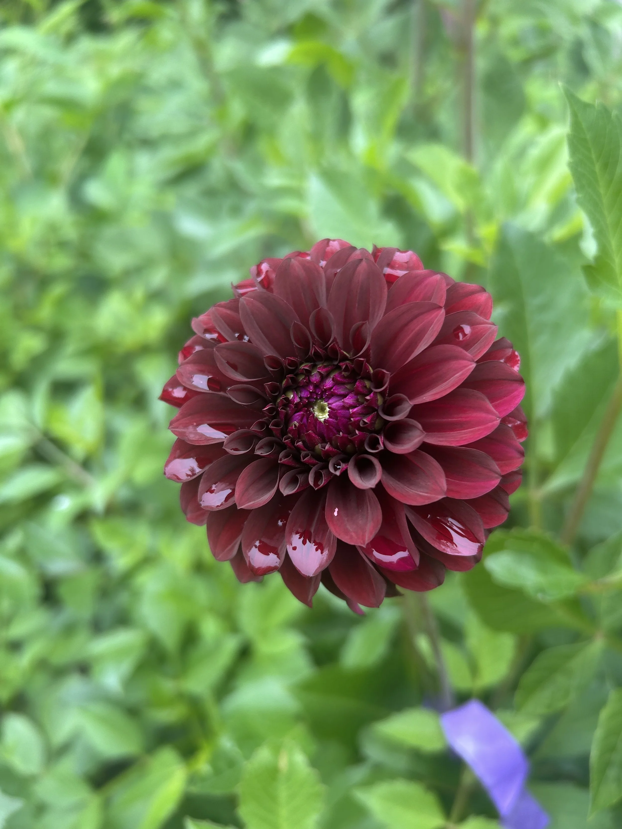 IMG_1915.jpeg