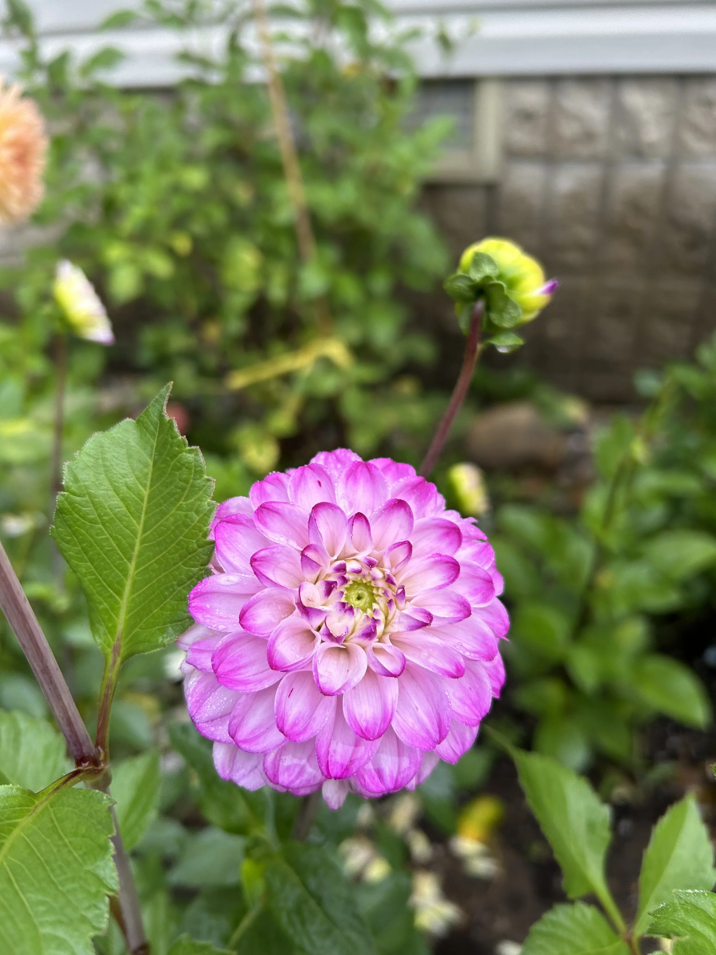IMG_2630.jpeg