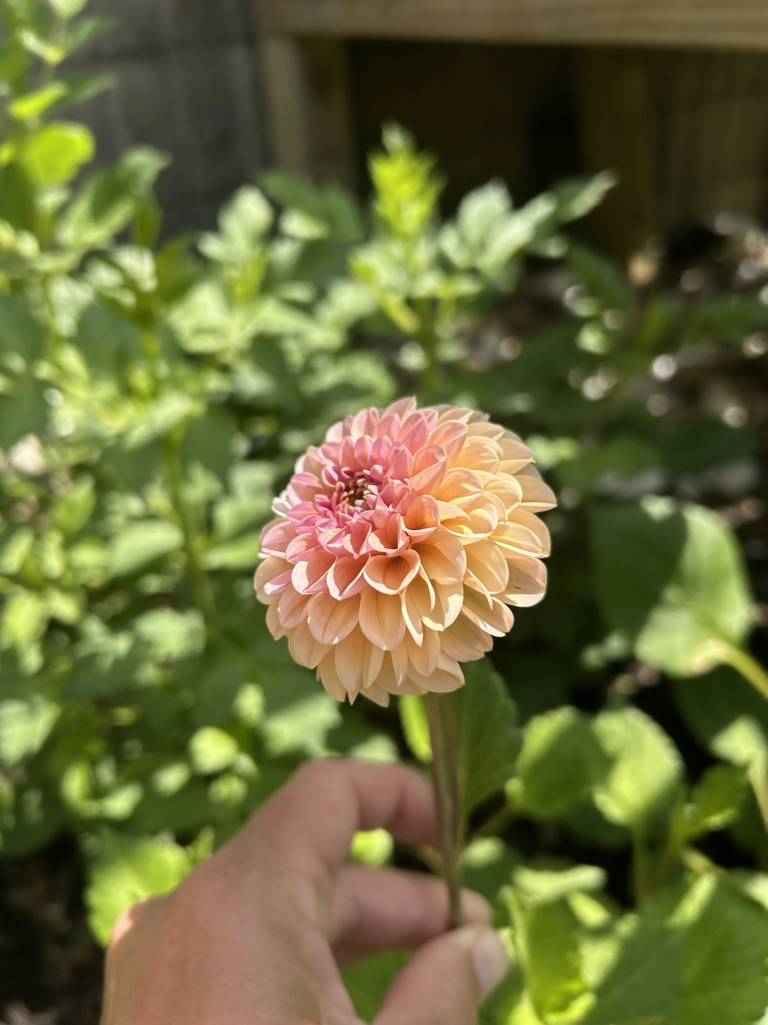 IMG_1366.jpeg