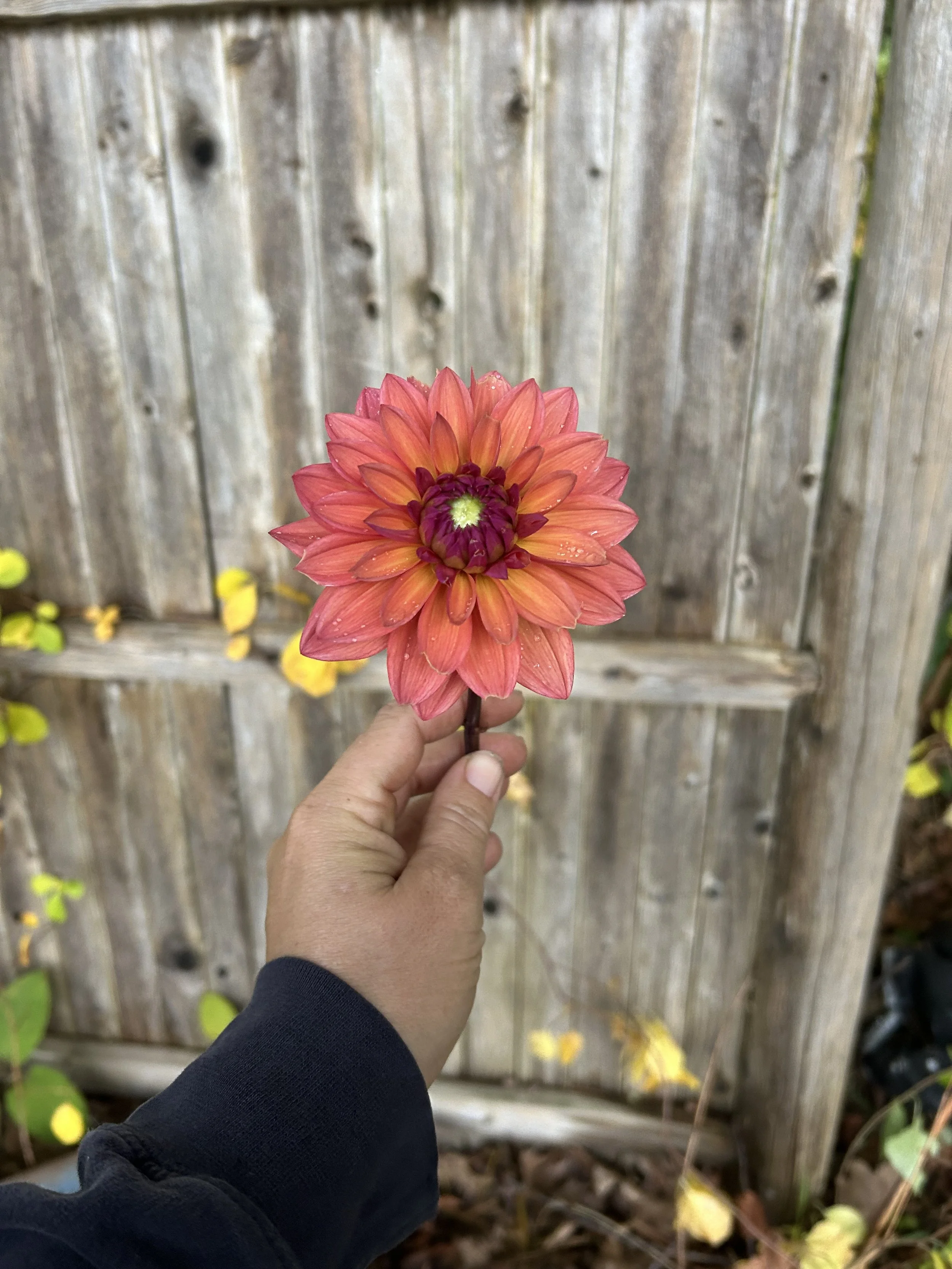 IMG_2652.jpeg