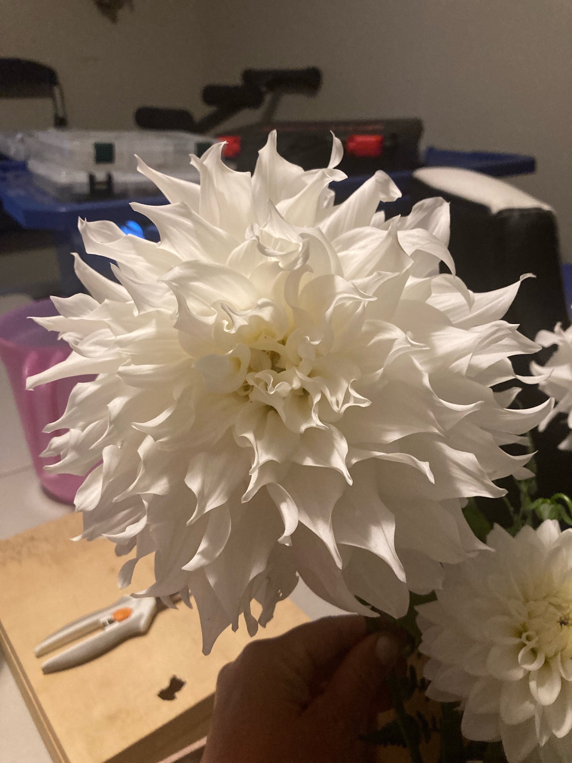 A1B505C9-E959-44C6-A21C-9B5AB98853C9.jpeg