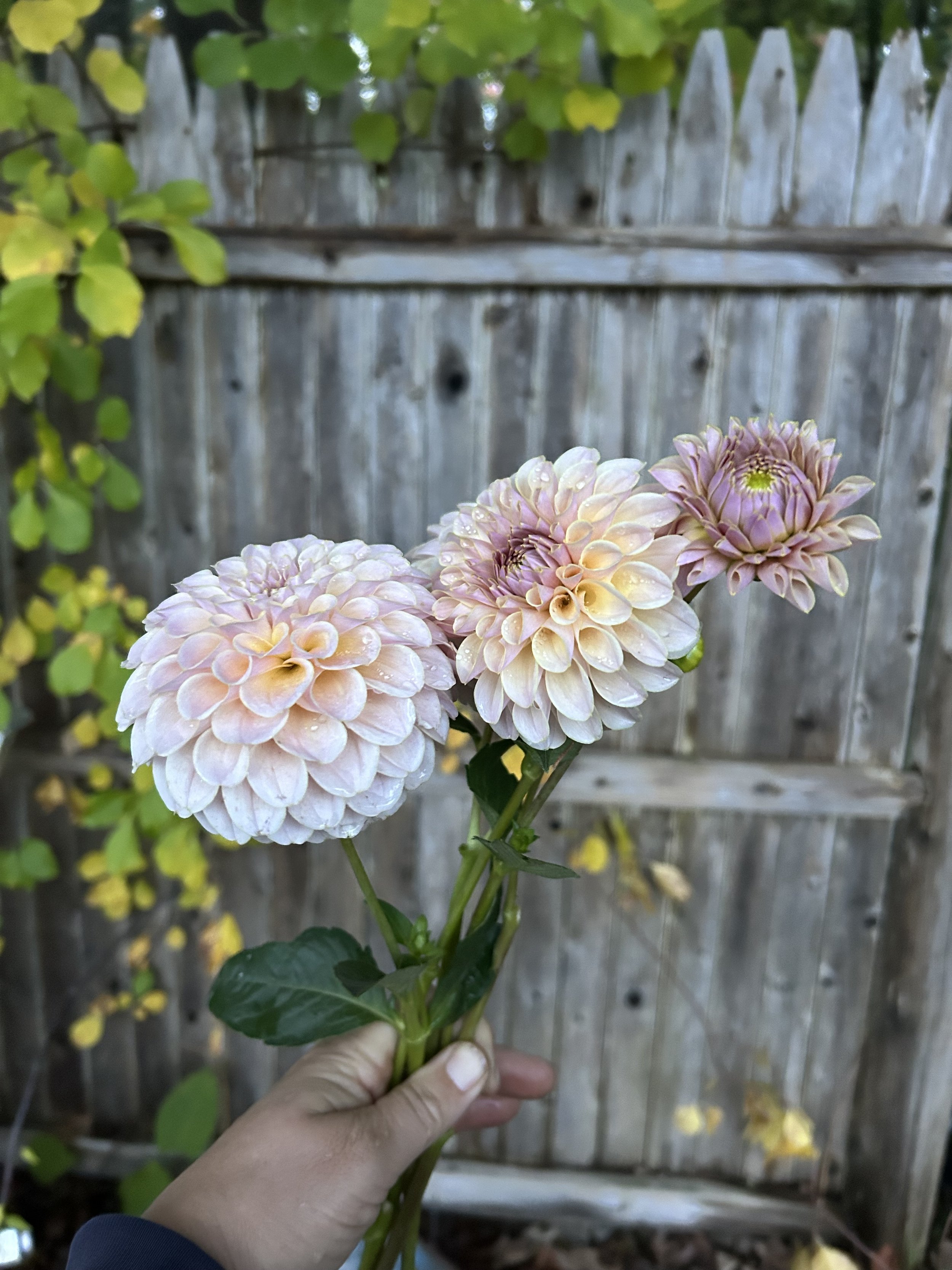 IMG_2681.jpeg