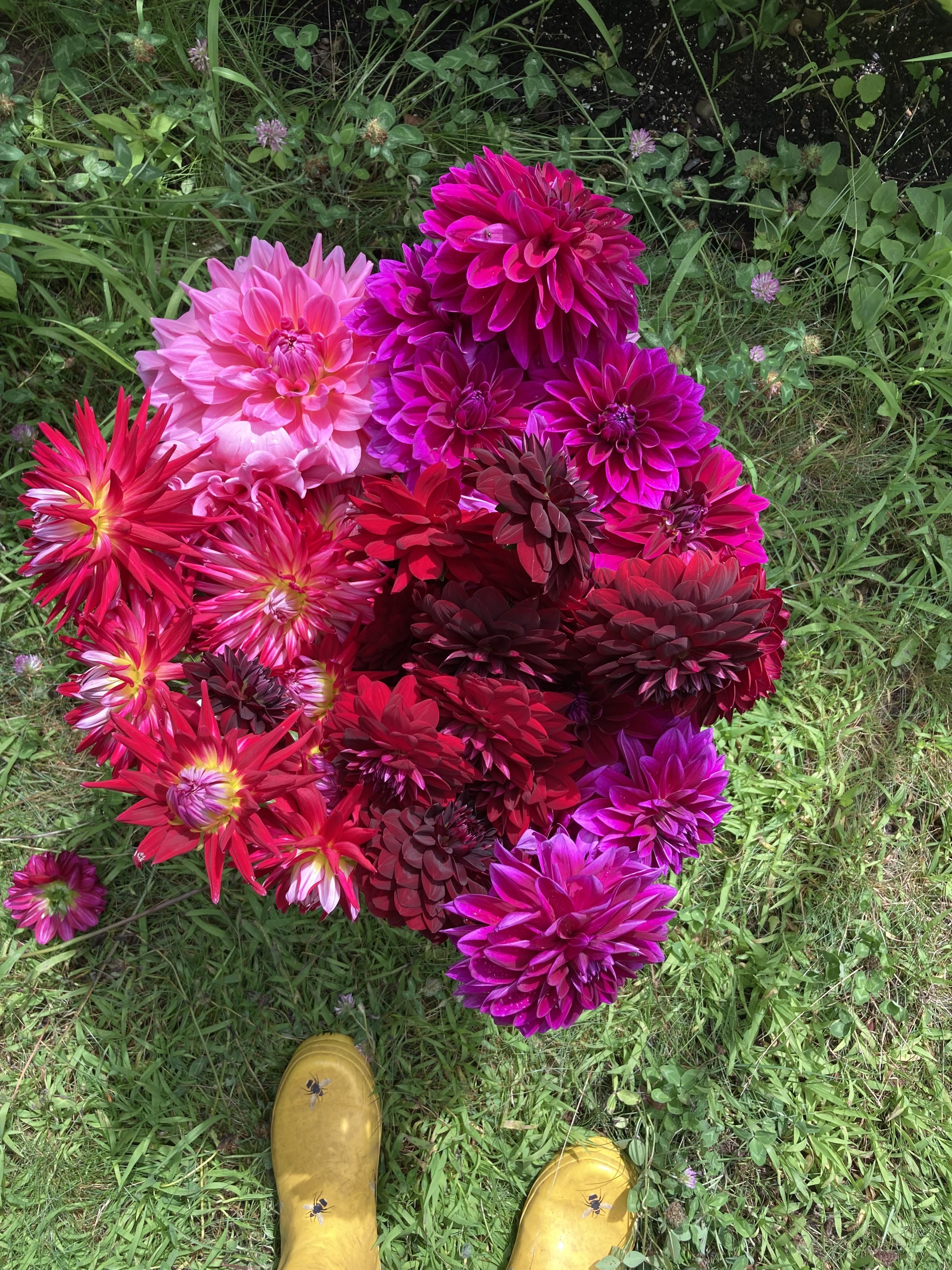 IMG_2234.jpeg