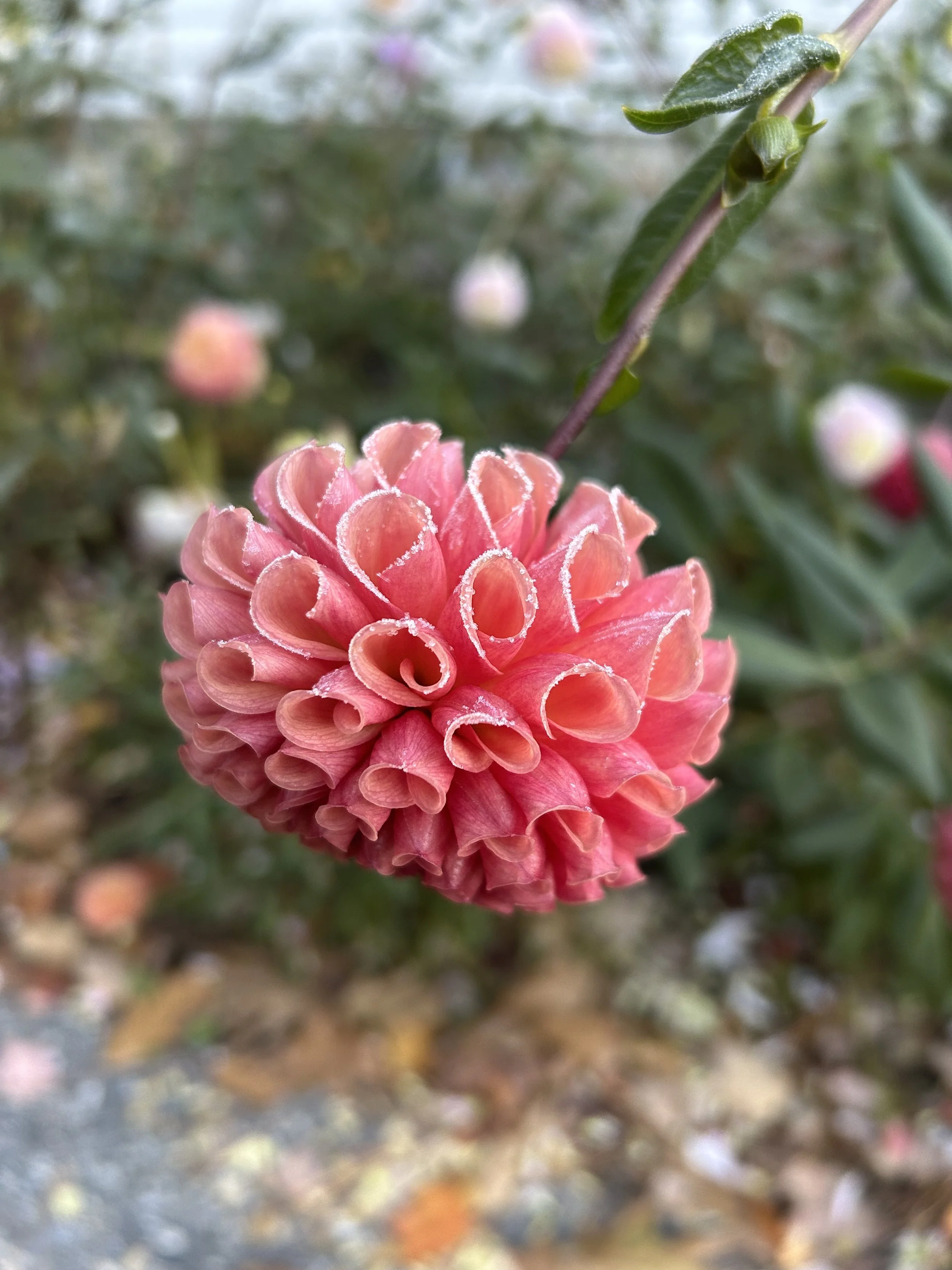 IMG_2882.jpeg