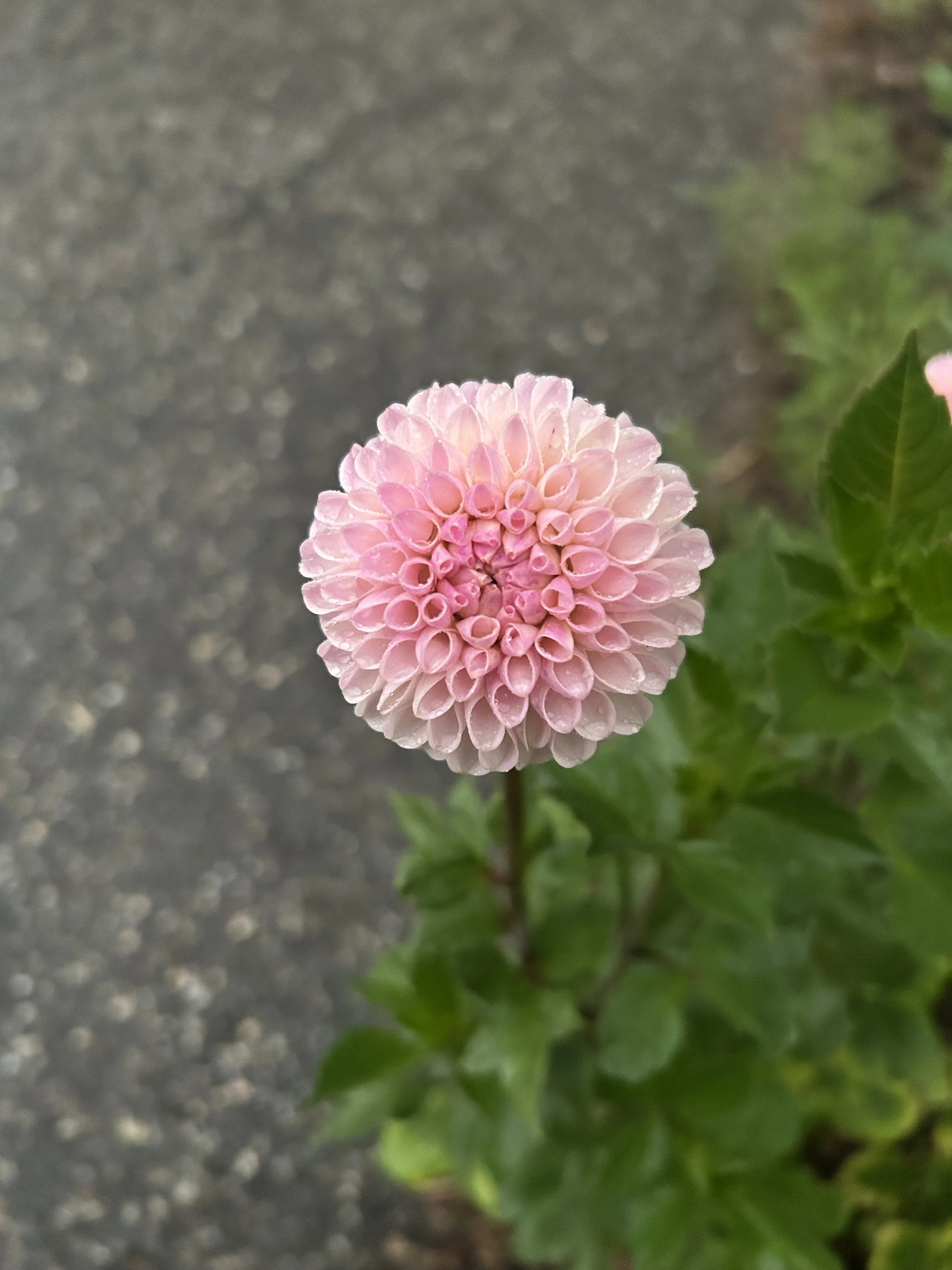IMG_1520.jpeg
