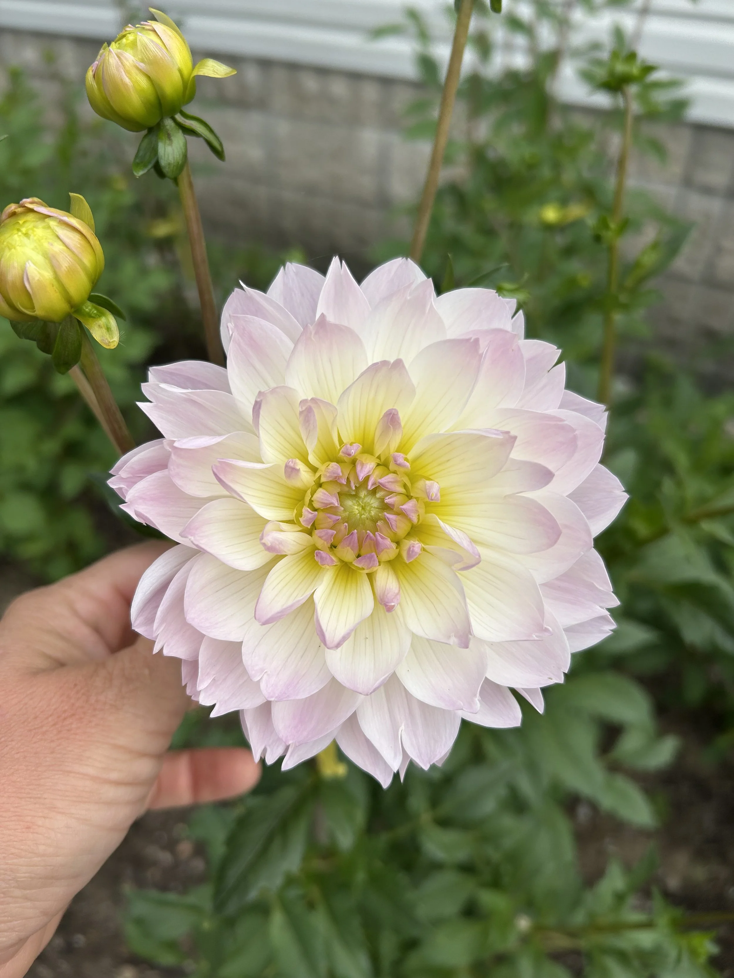 Hollyhill Lilibet