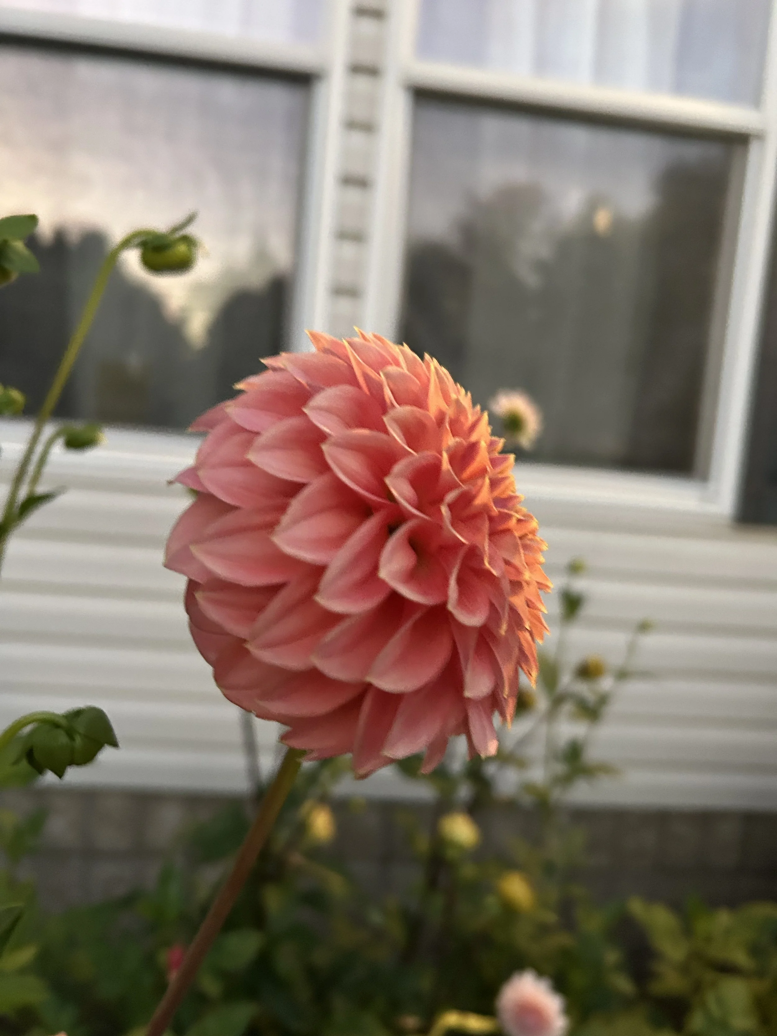 IMG_2707.jpeg
