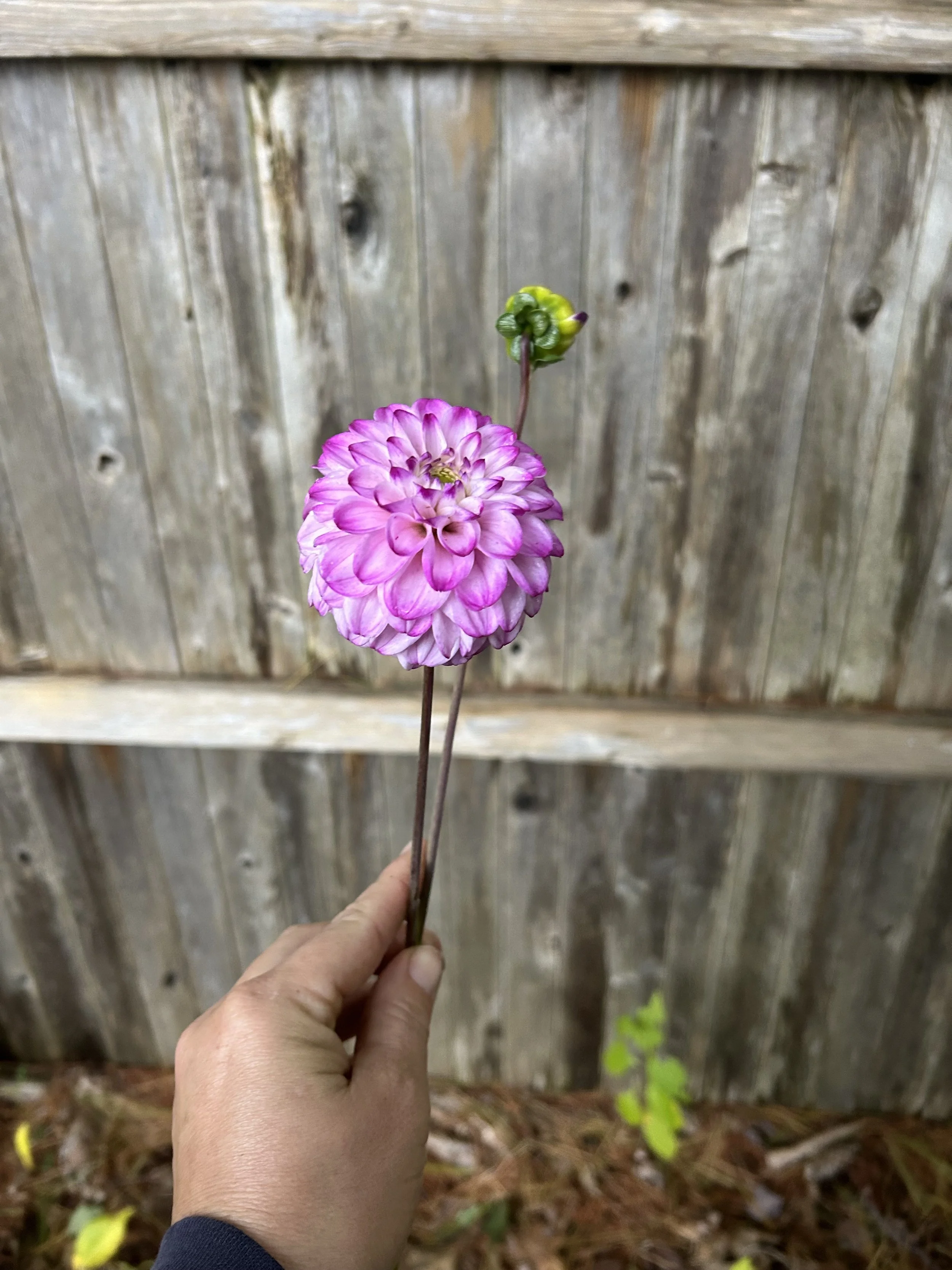 IMG_2649.jpeg