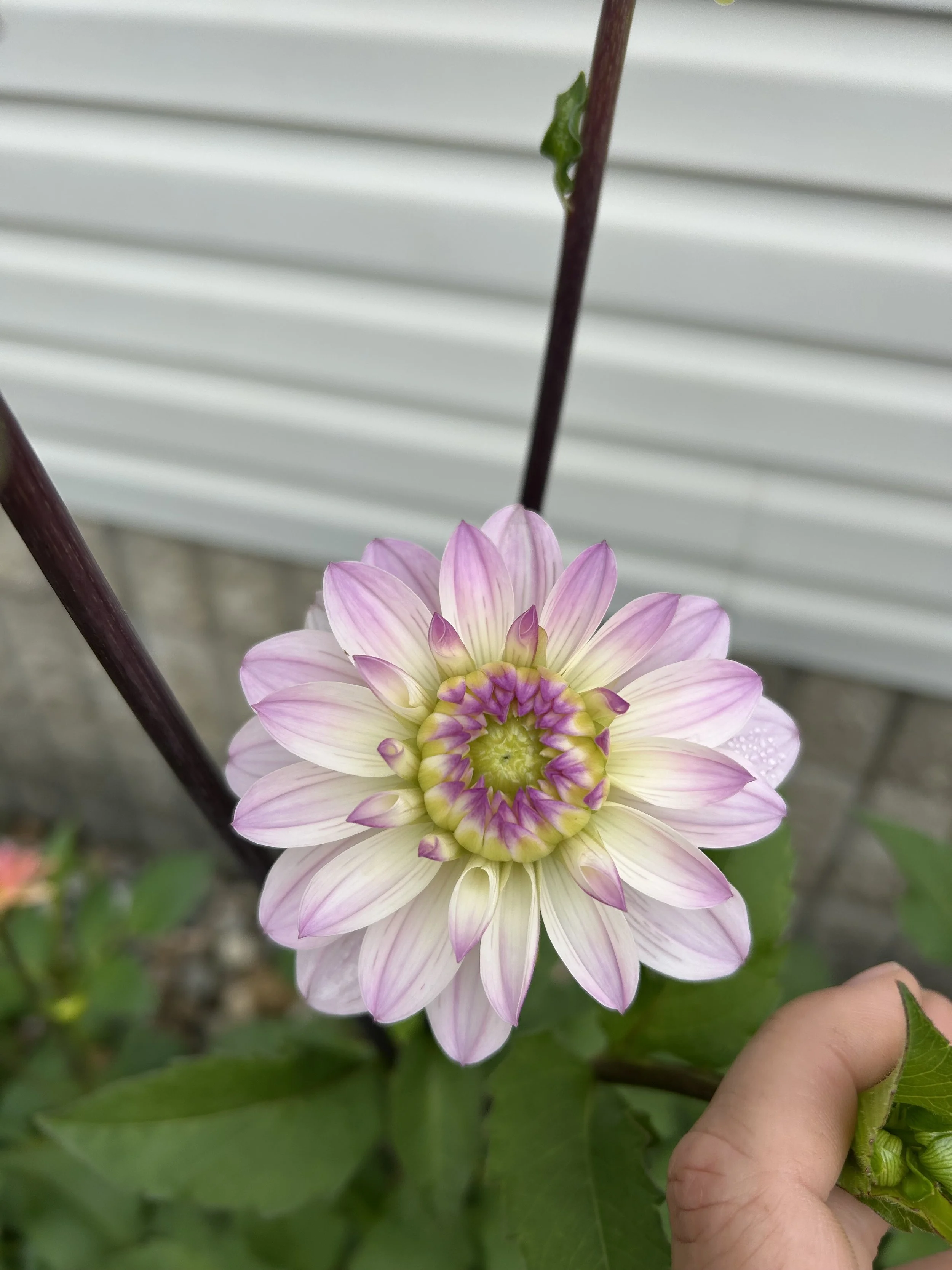 IMG_2010.jpeg
