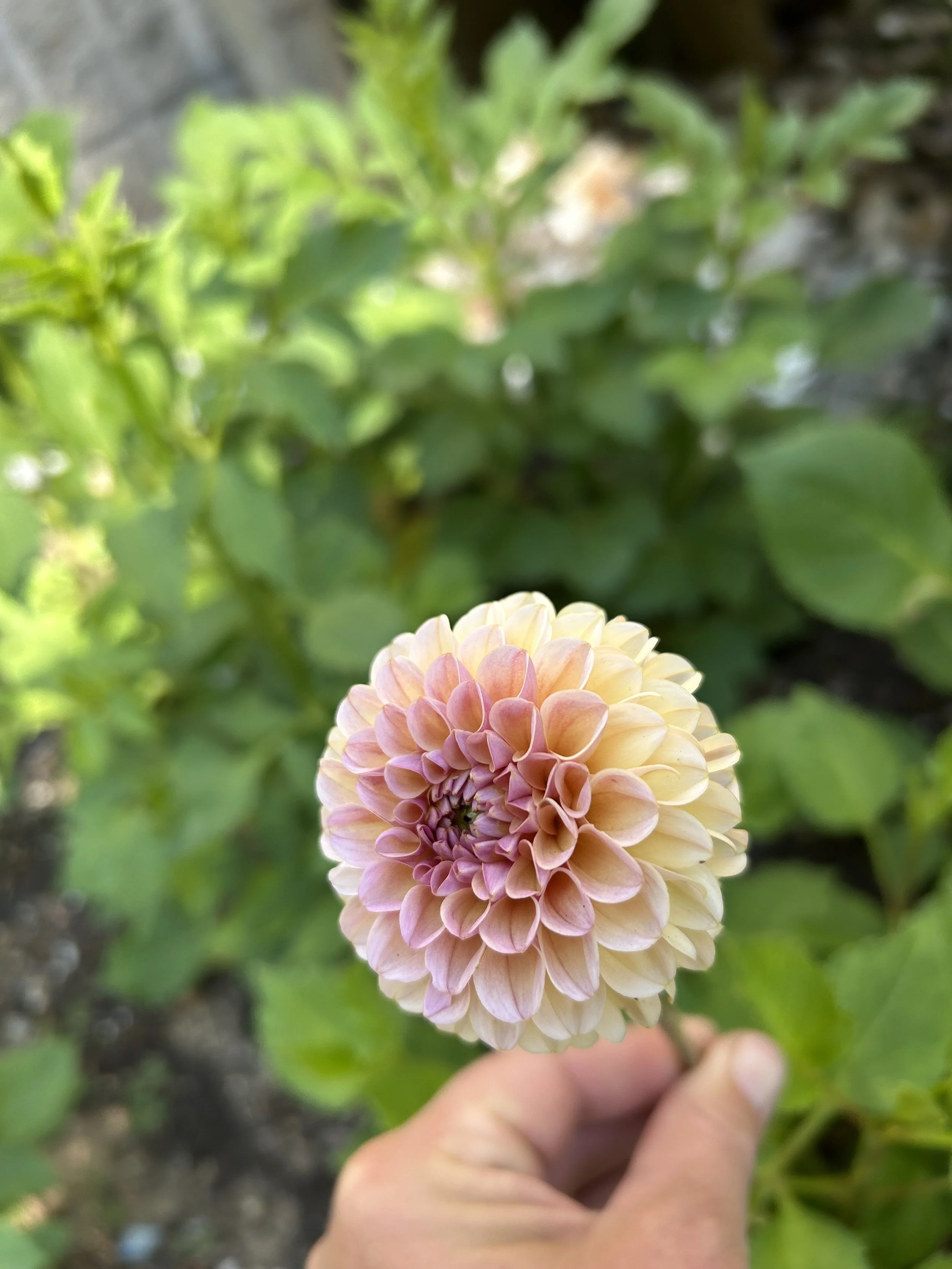 IMG_1382.jpeg