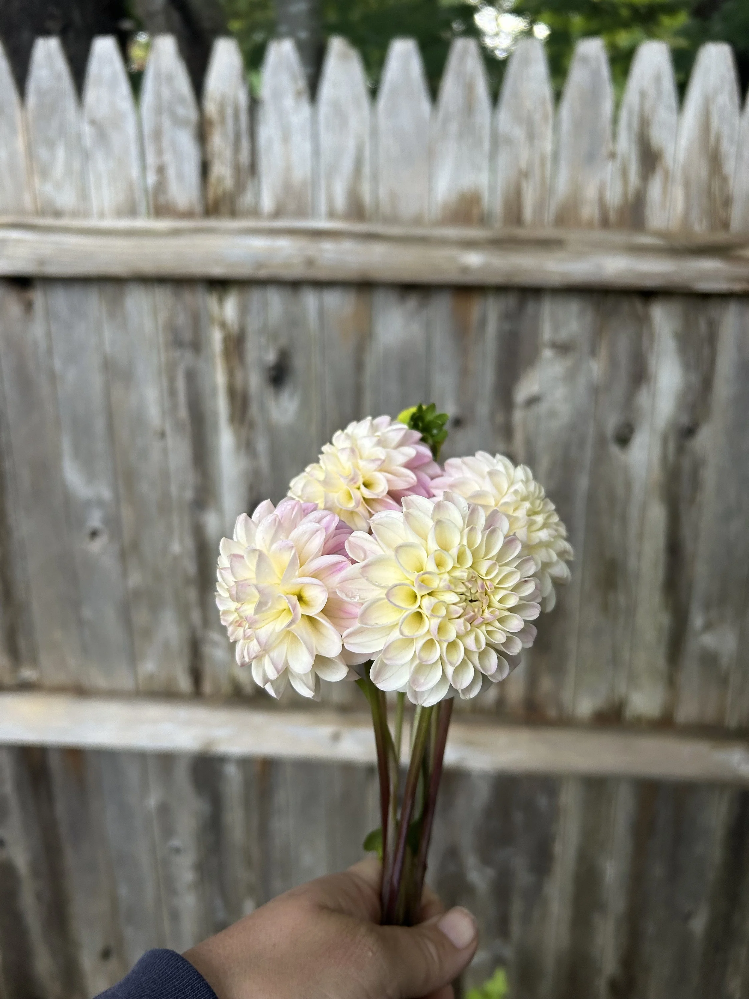 IMG_2644.jpeg