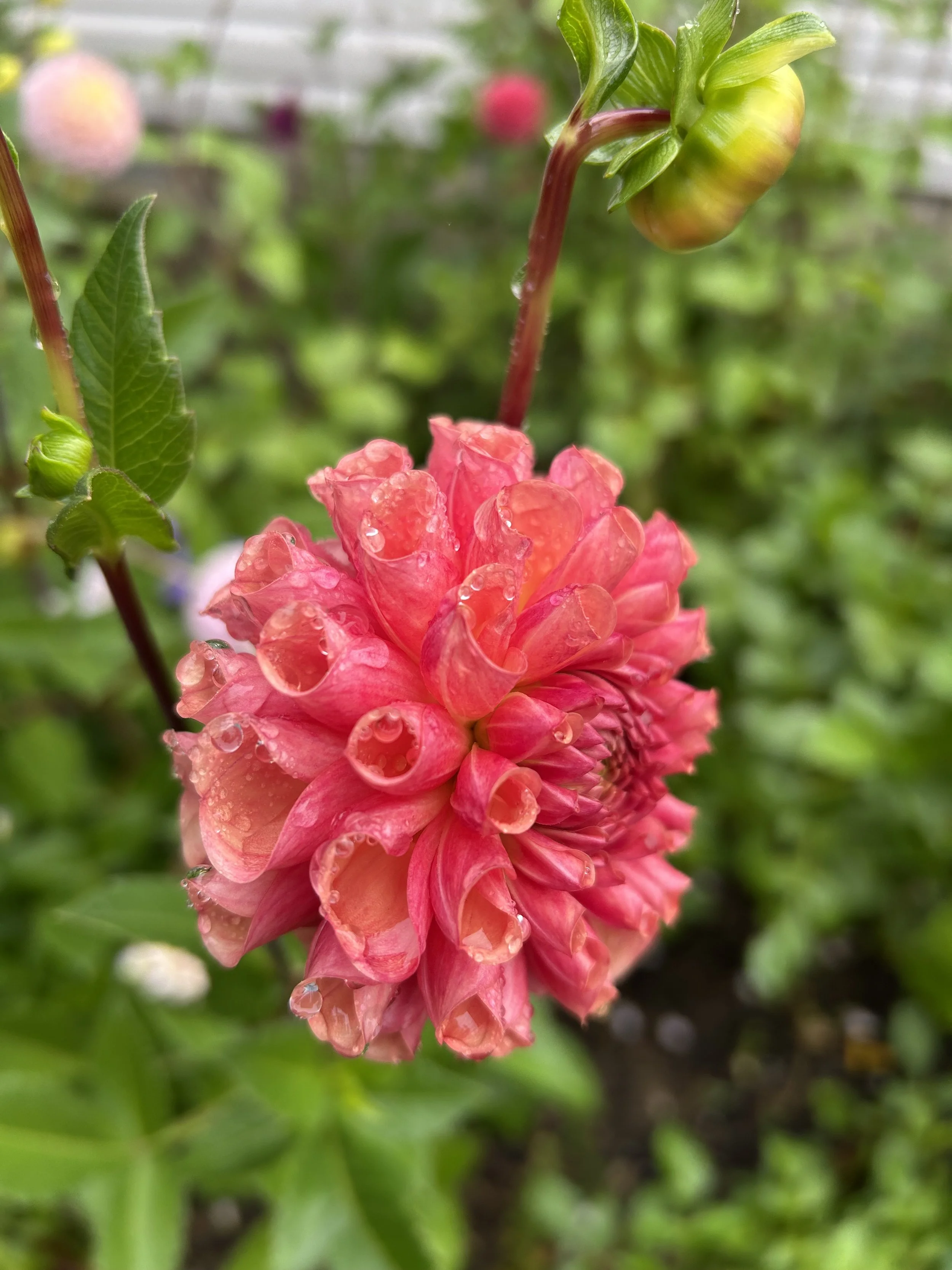 IMG_2611.jpeg