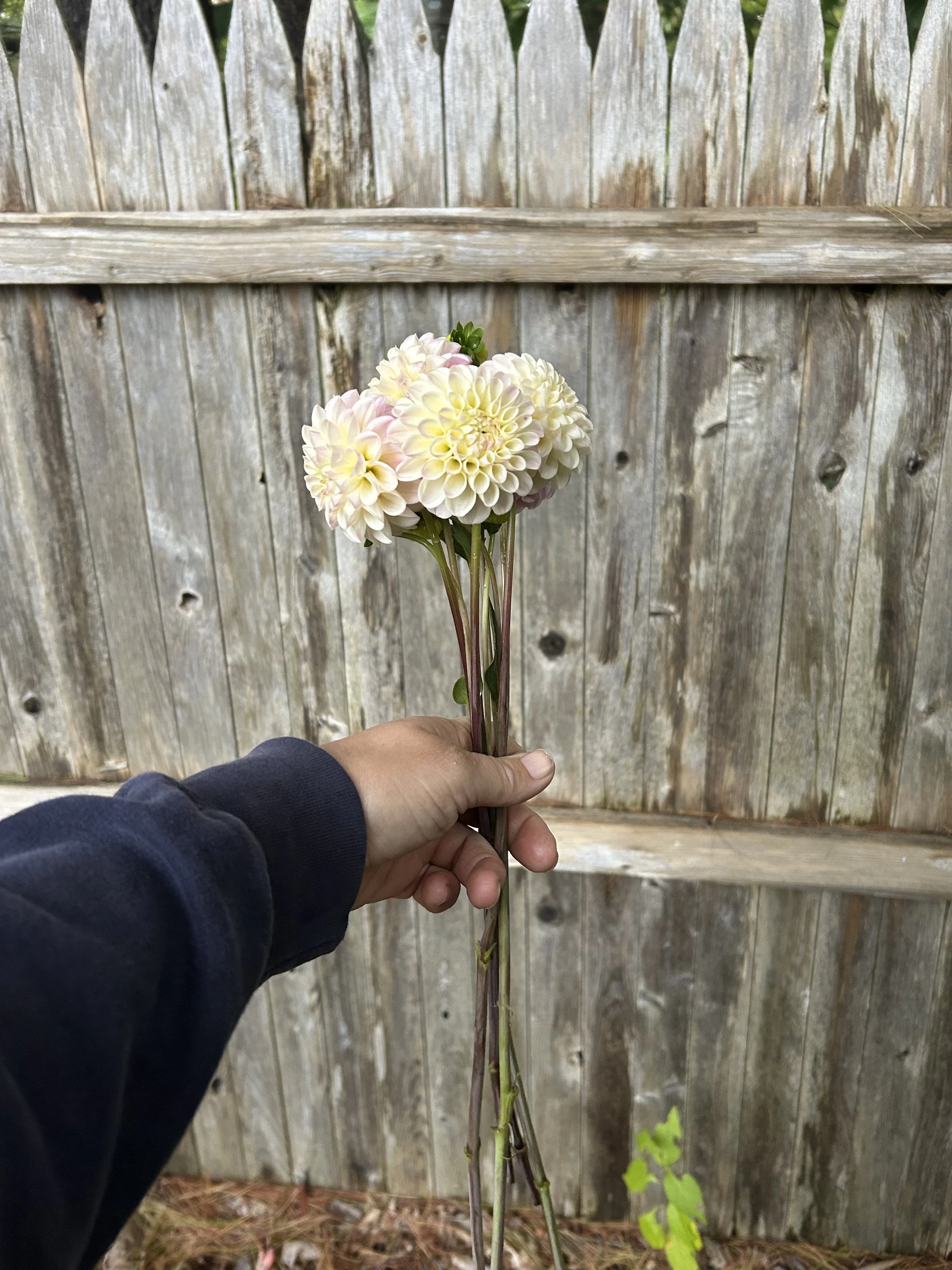 IMG_2646.jpeg