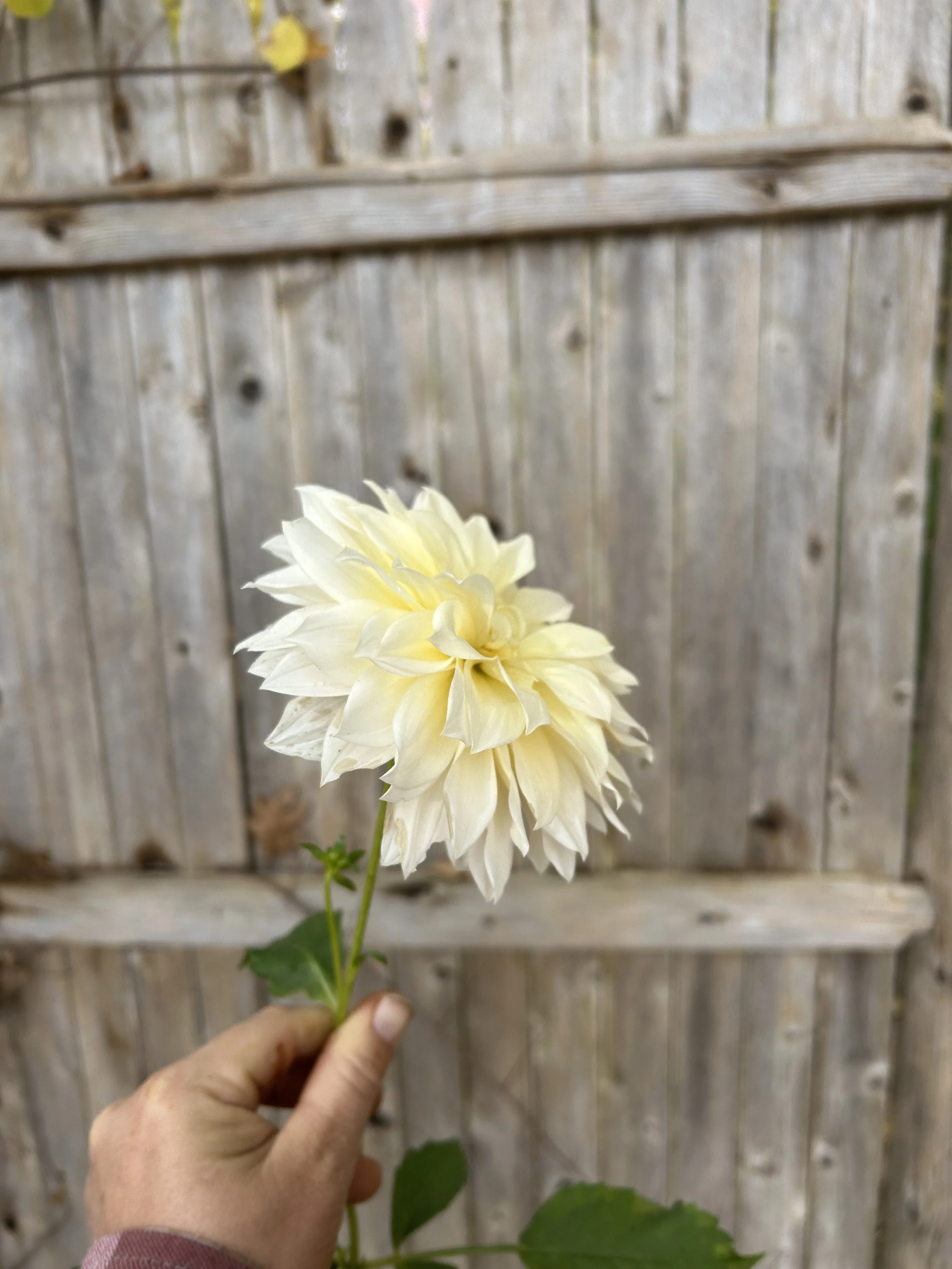 IMG_2845.jpeg