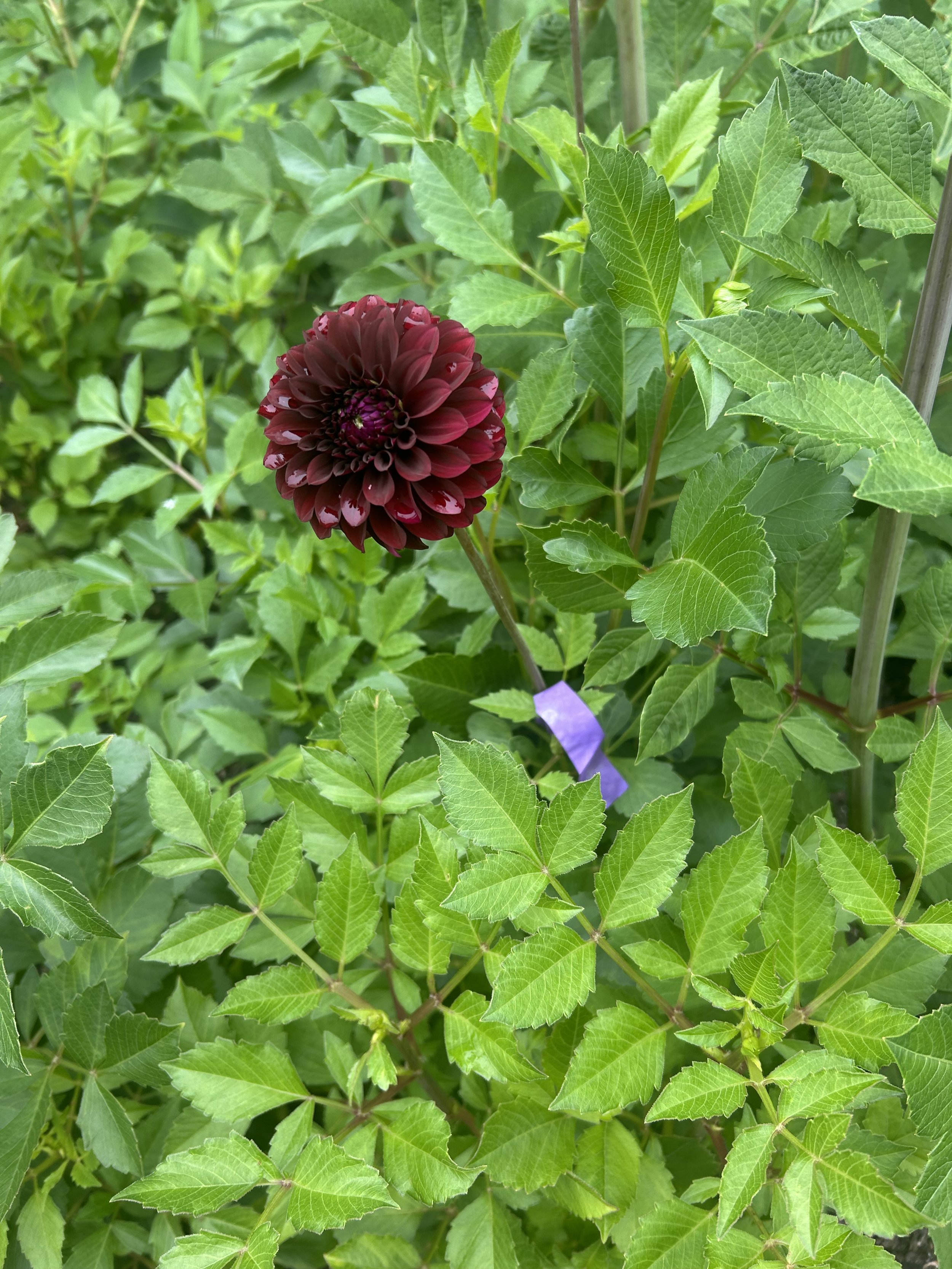 IMG_1919.jpeg