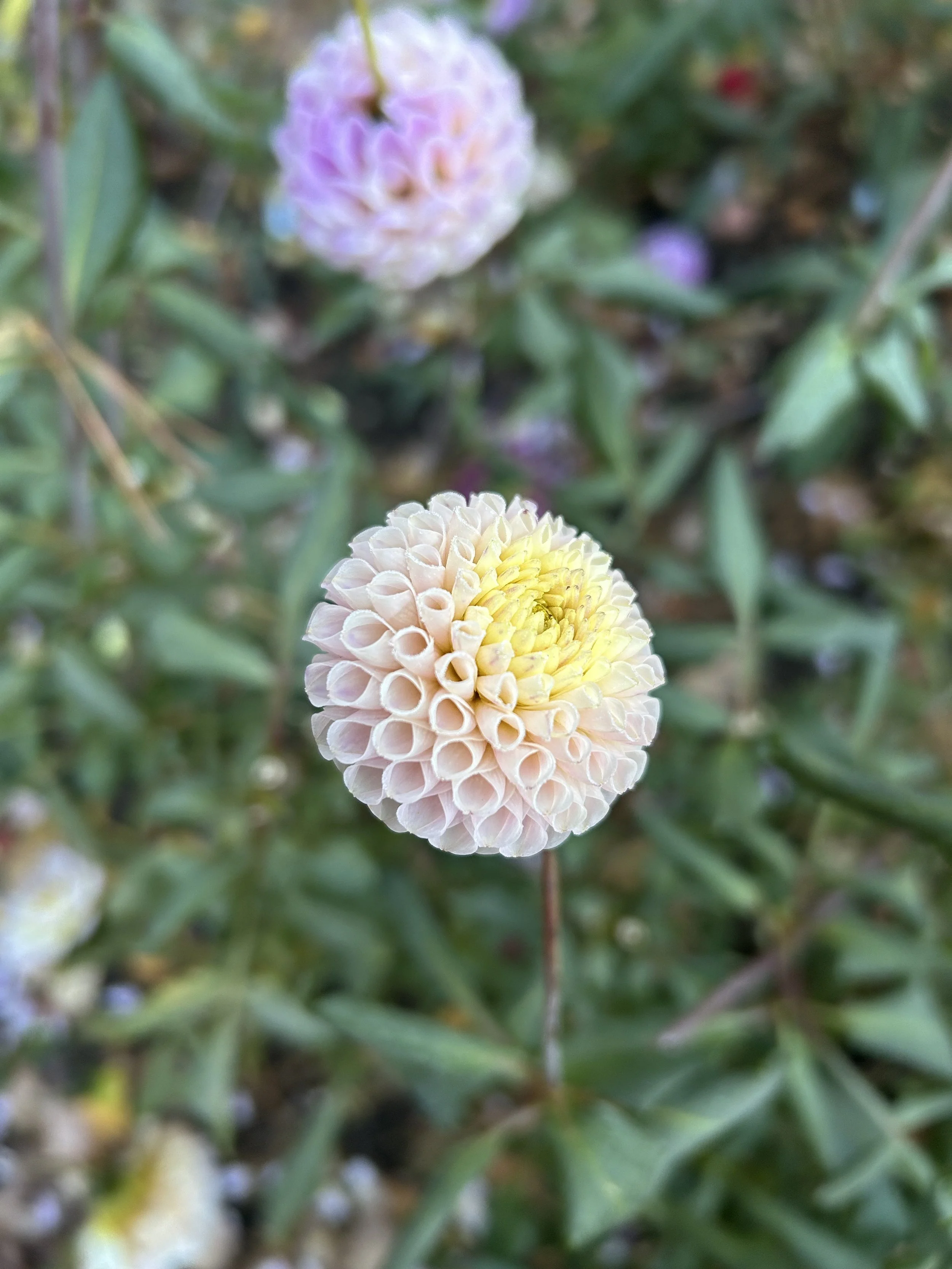 IMG_2883.jpeg