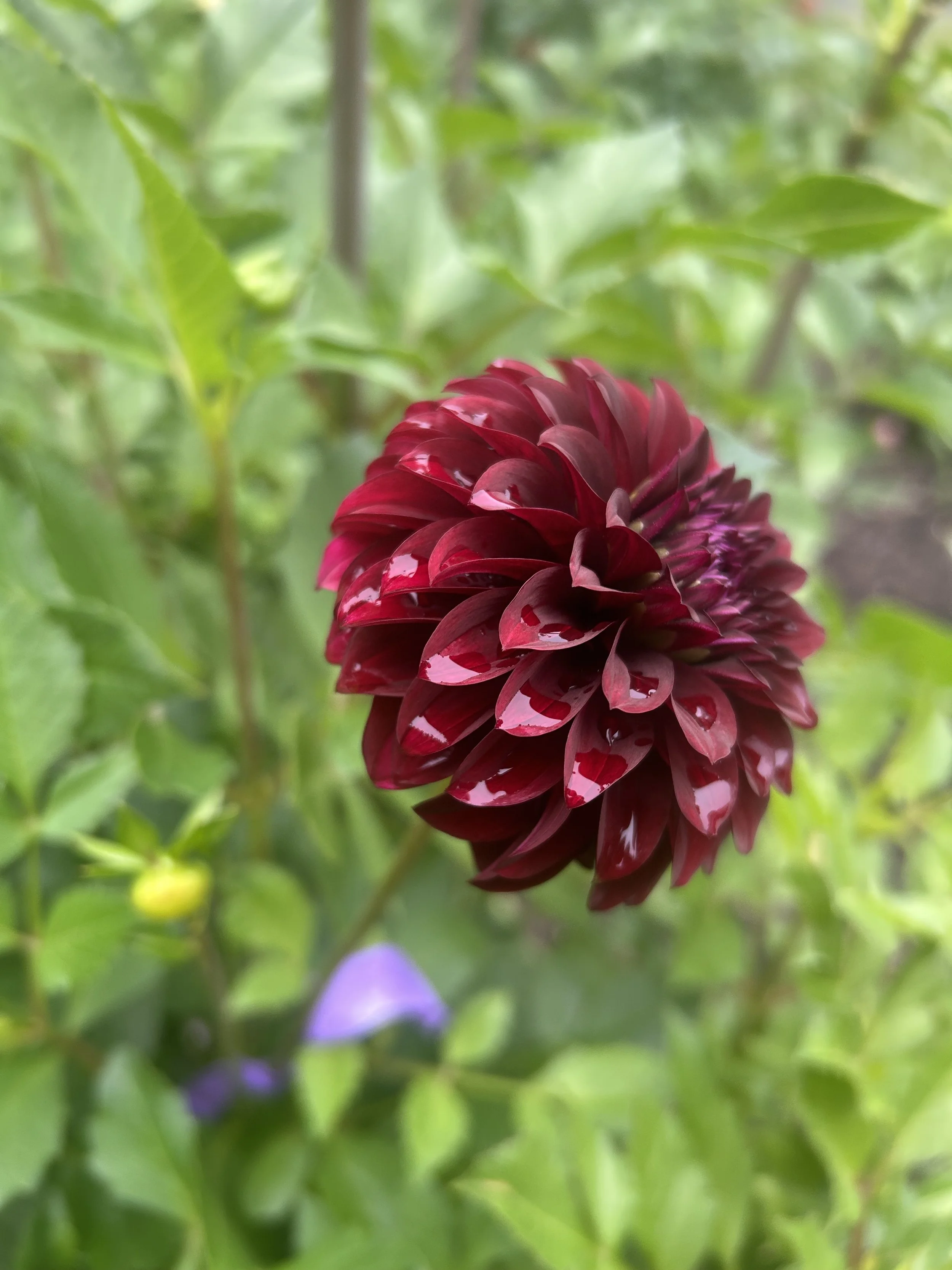 IMG_1917.jpeg