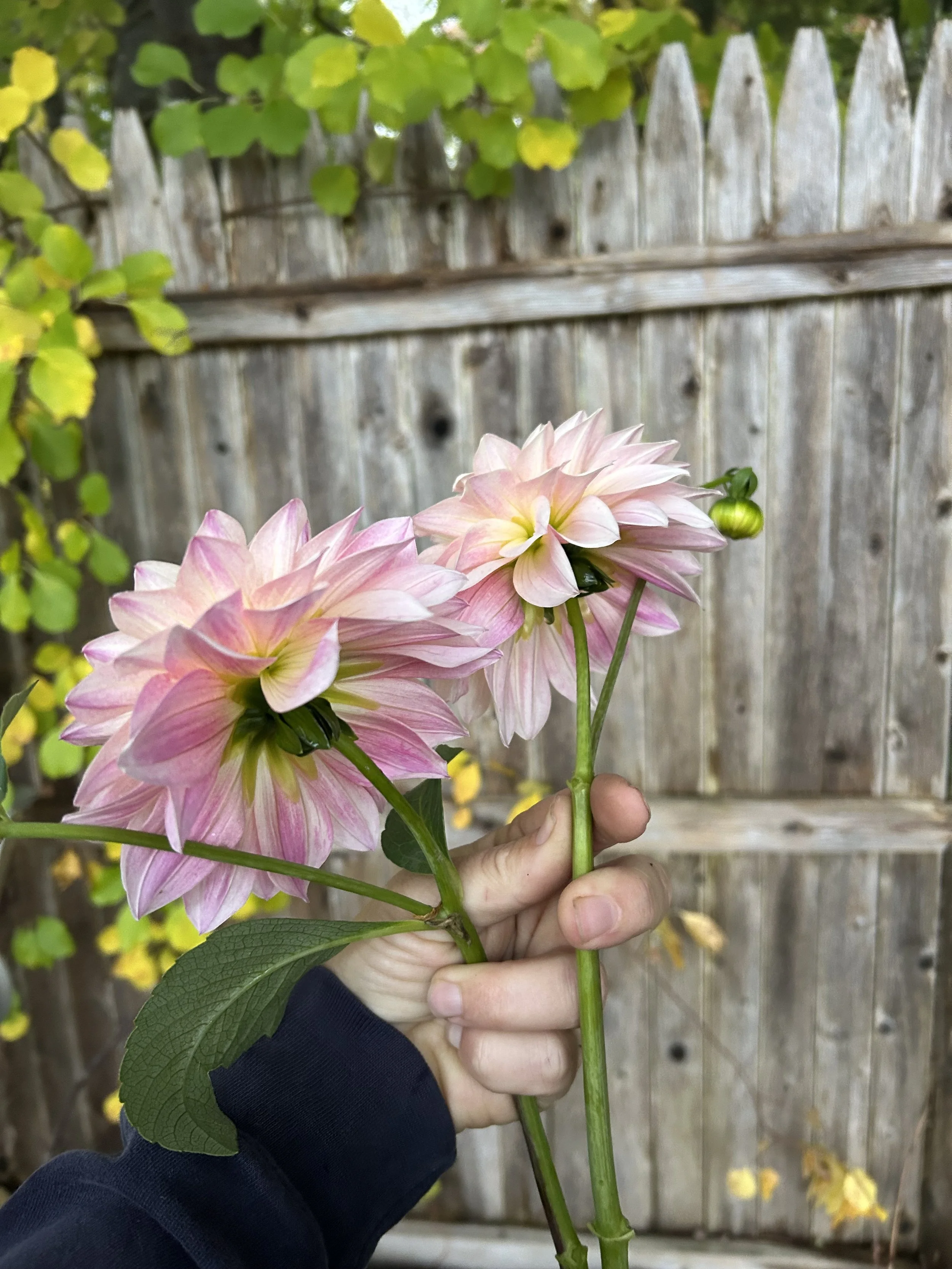 IMG_2664.jpeg