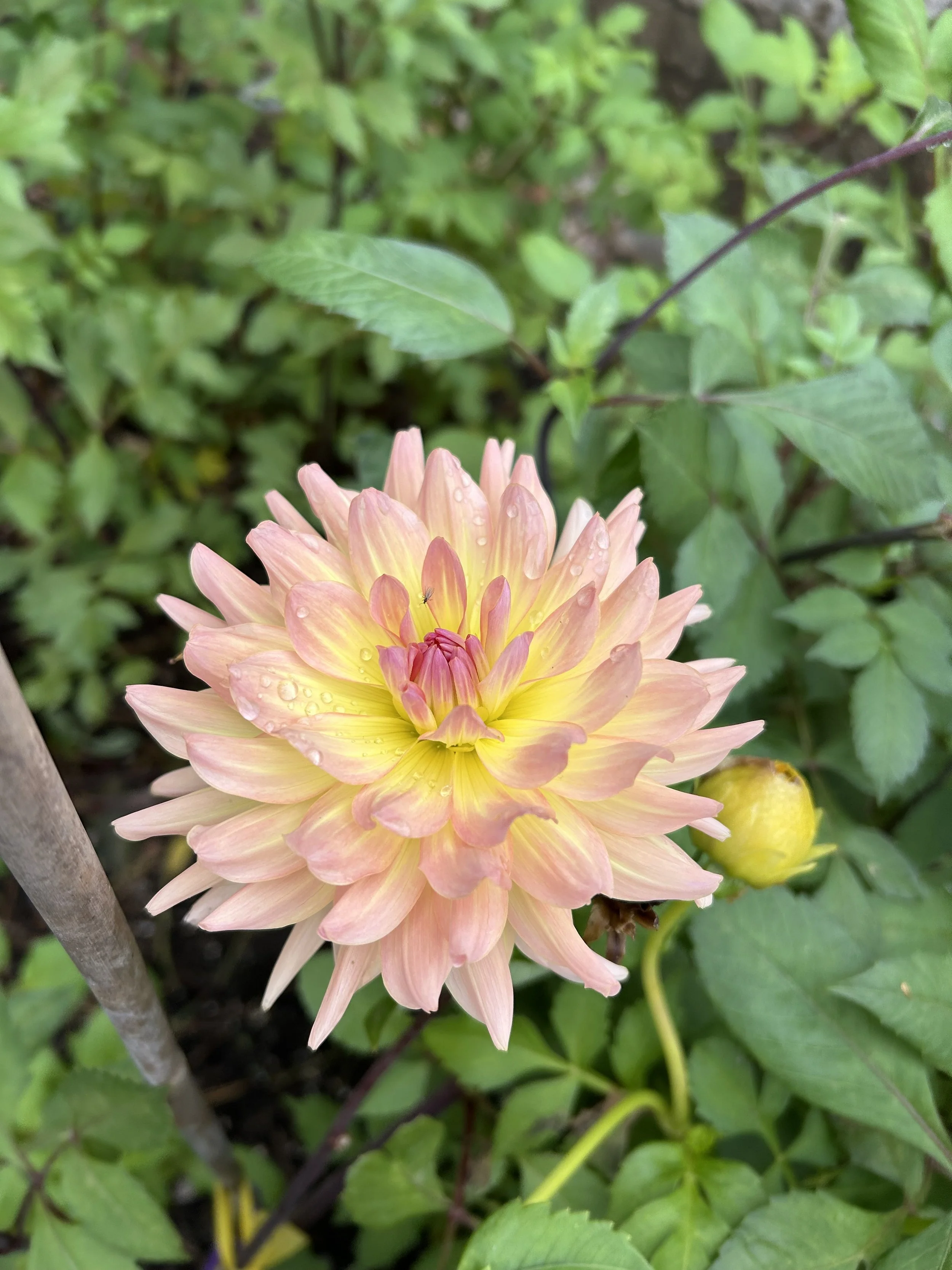 IMG_2616.jpeg
