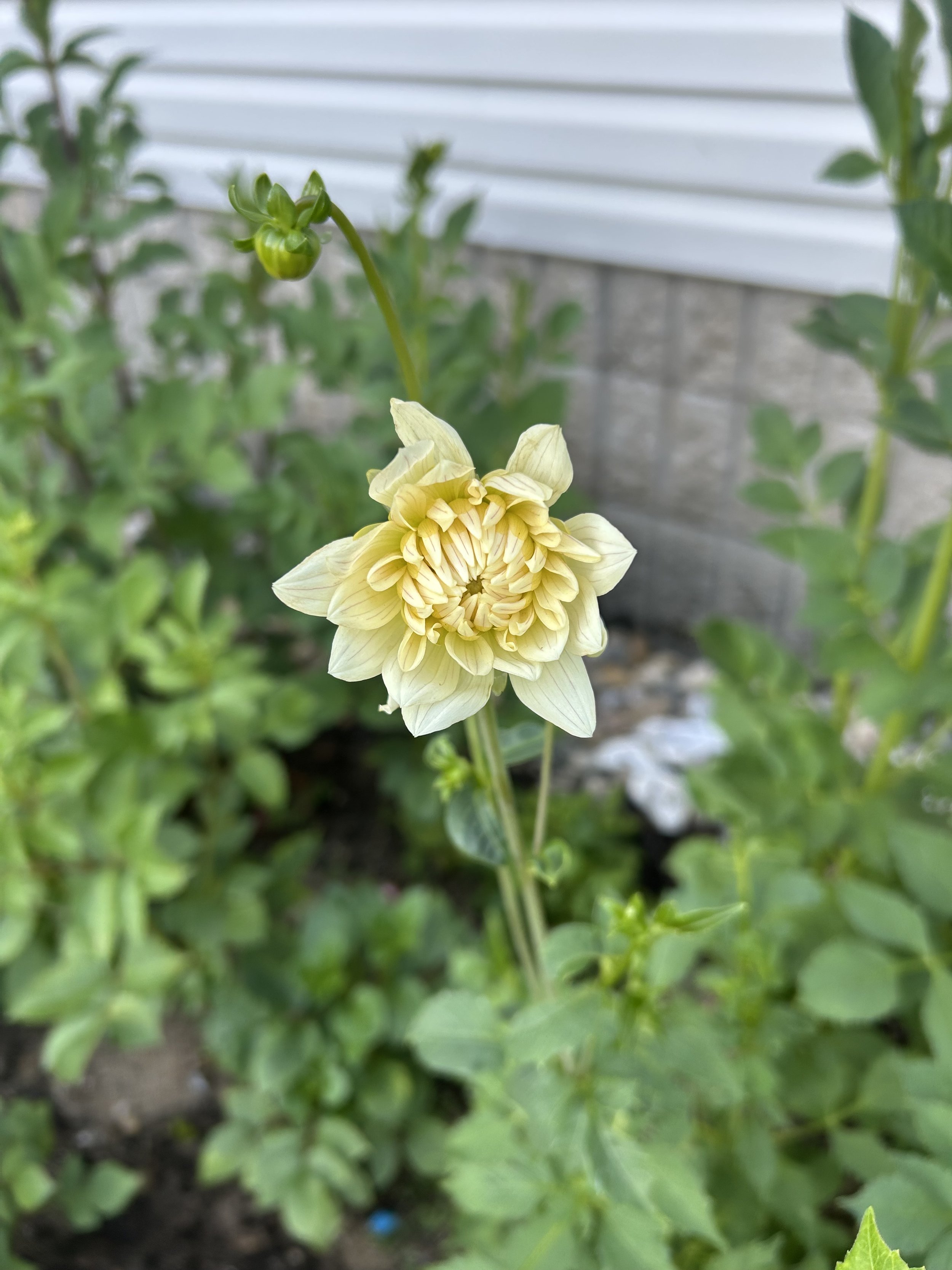 IMG_1784.jpeg