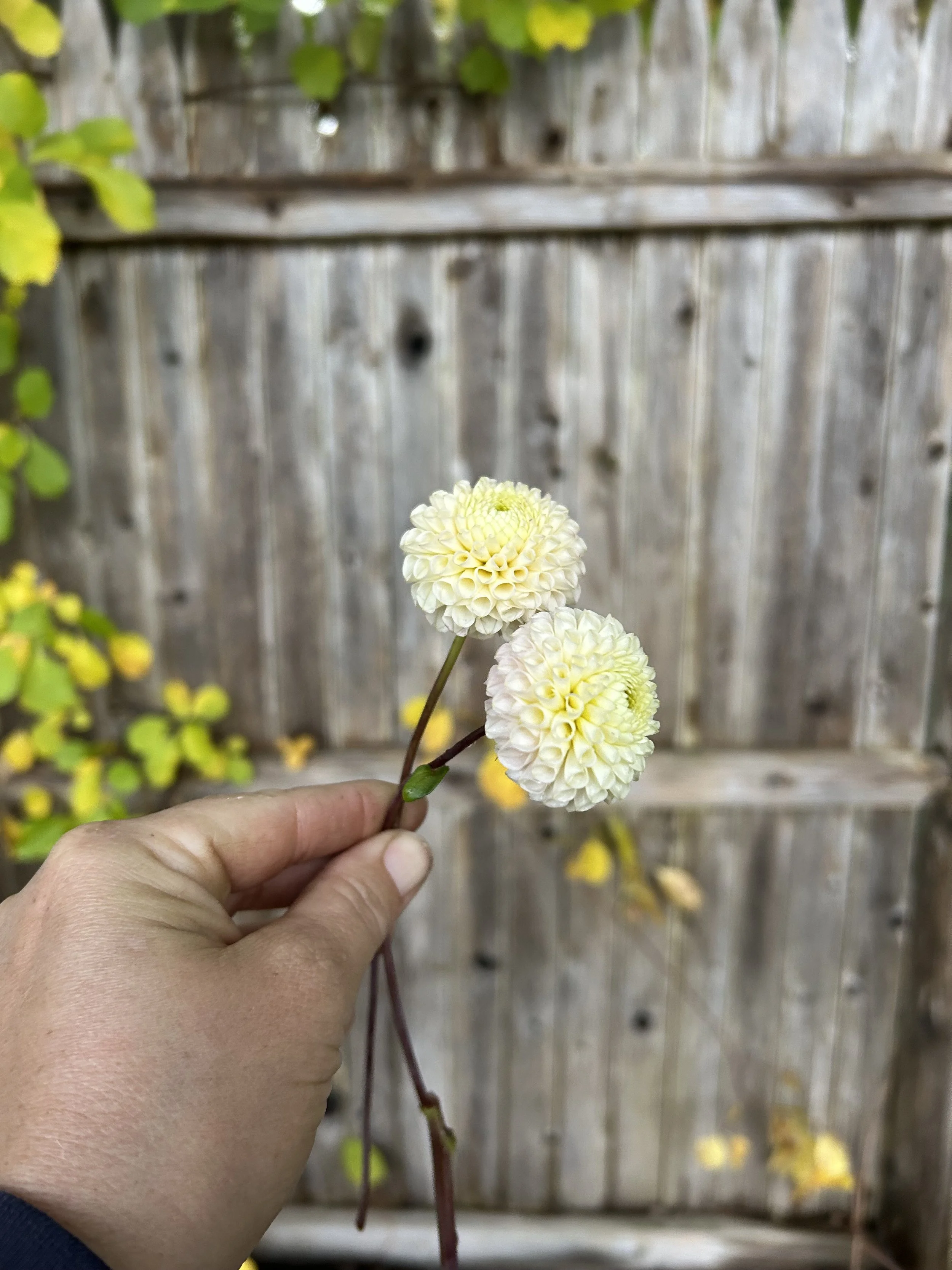 IMG_2659.jpeg