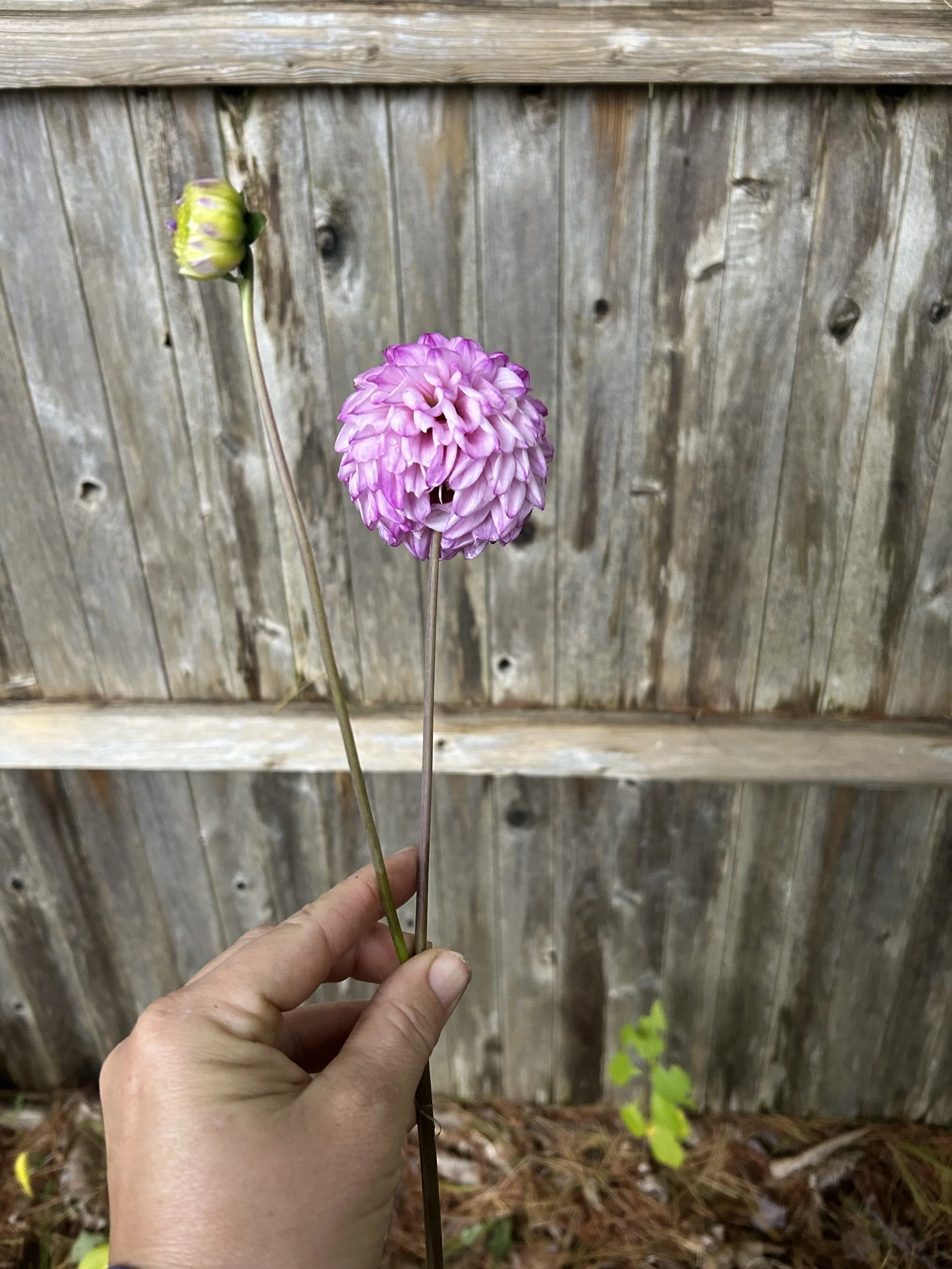IMG_2650.jpeg