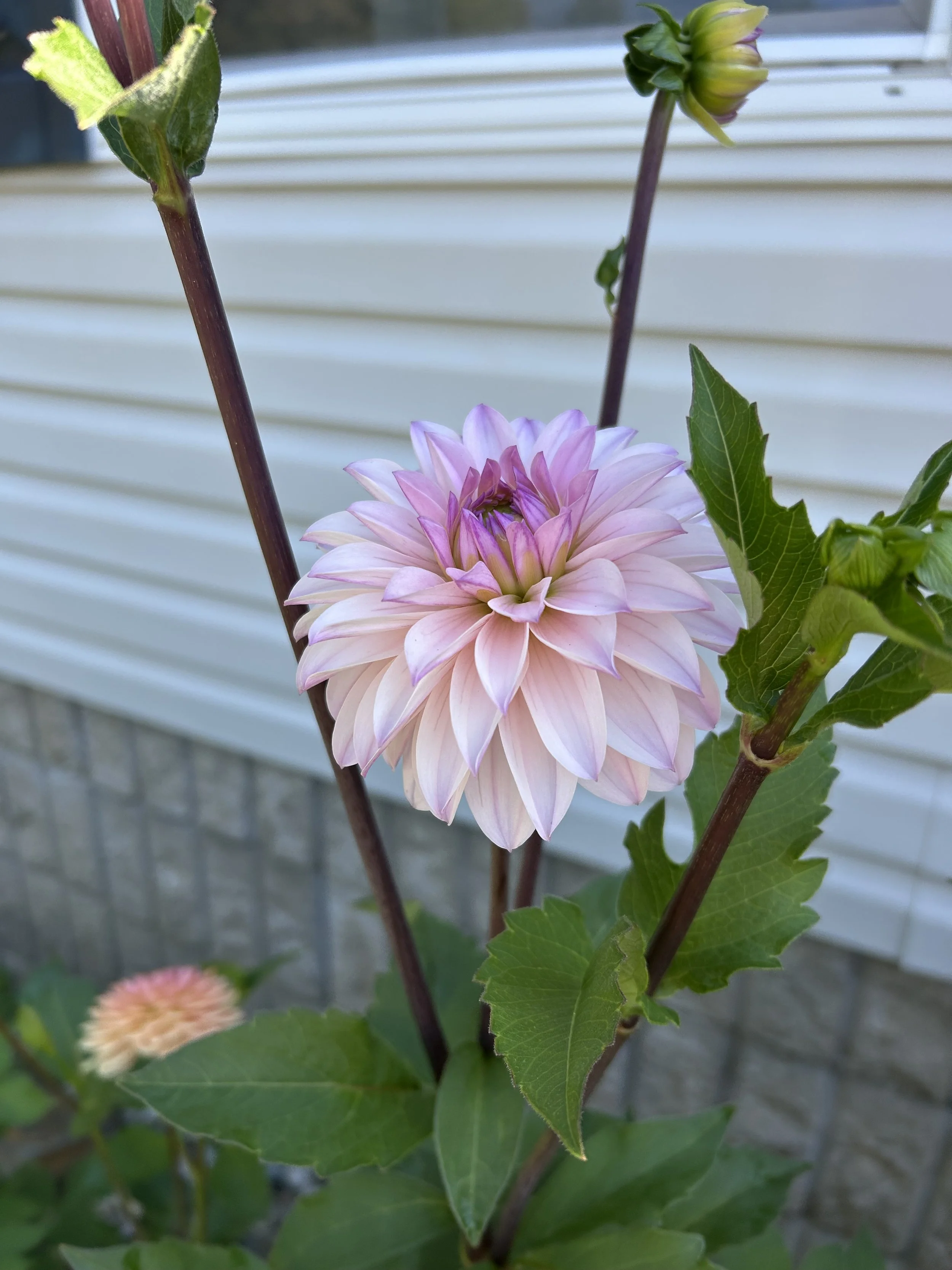 IMG_2064.jpeg