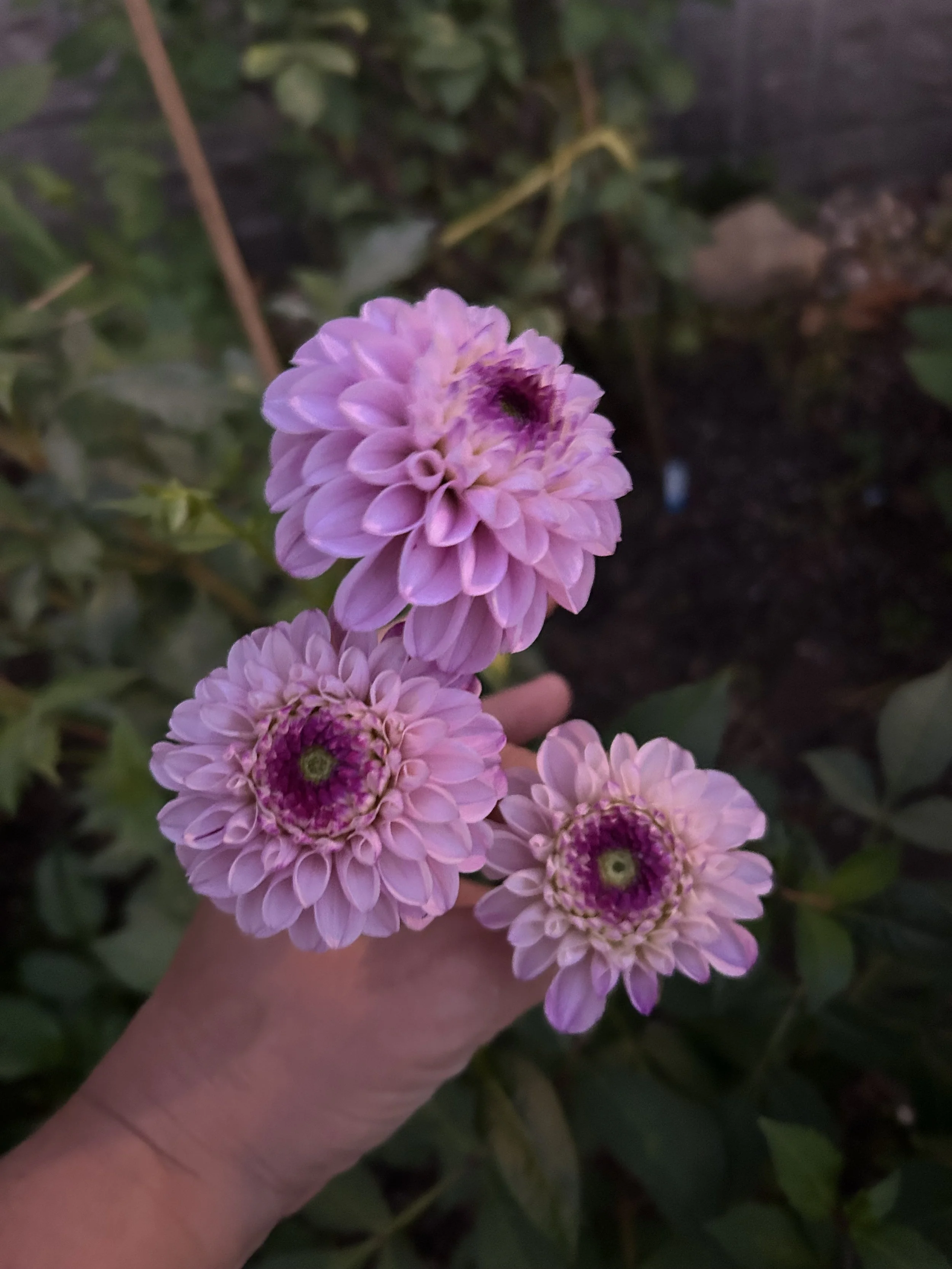 IMG_2704.jpeg