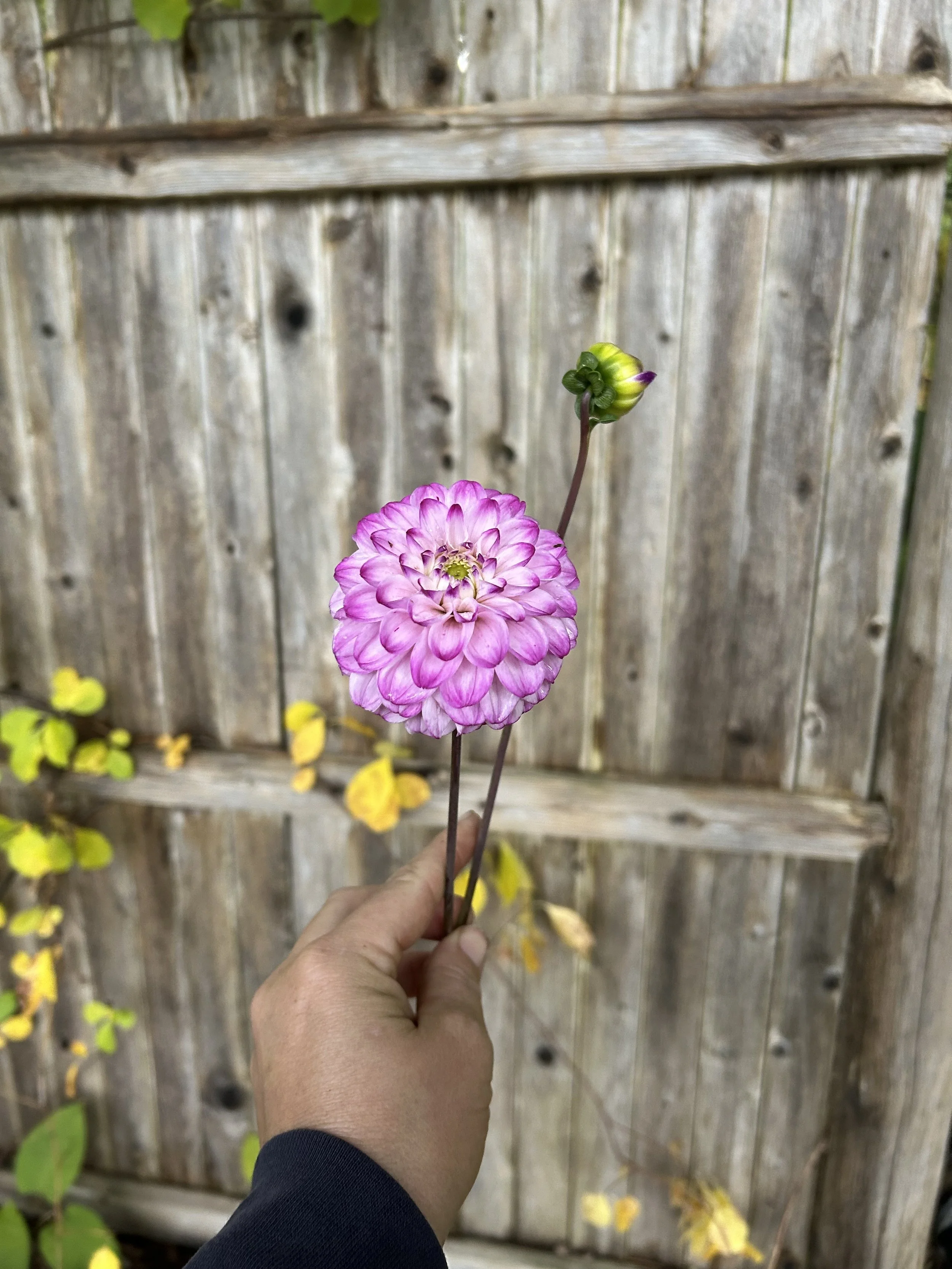 IMG_2651.jpeg