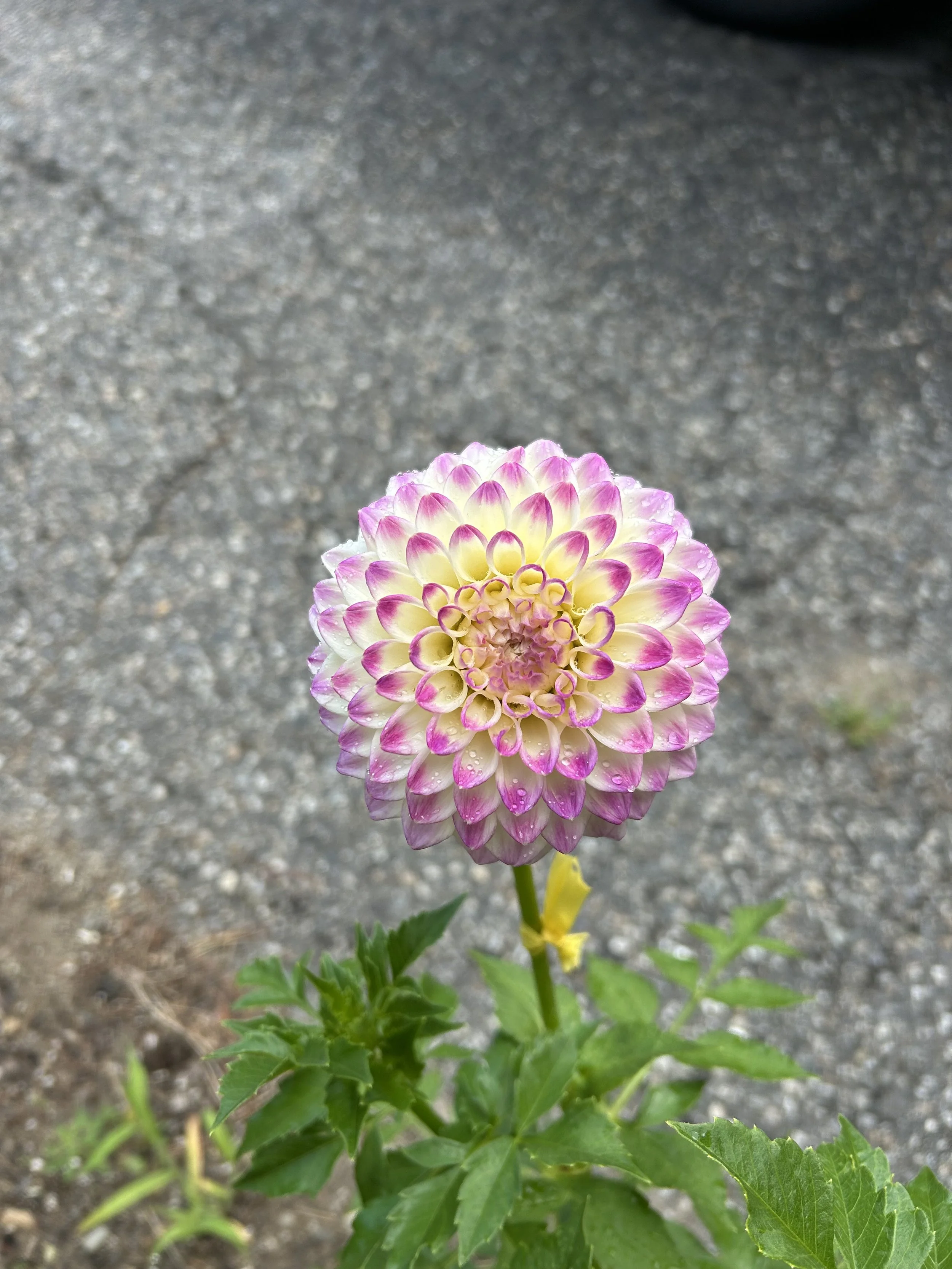 IMG_1672.jpeg