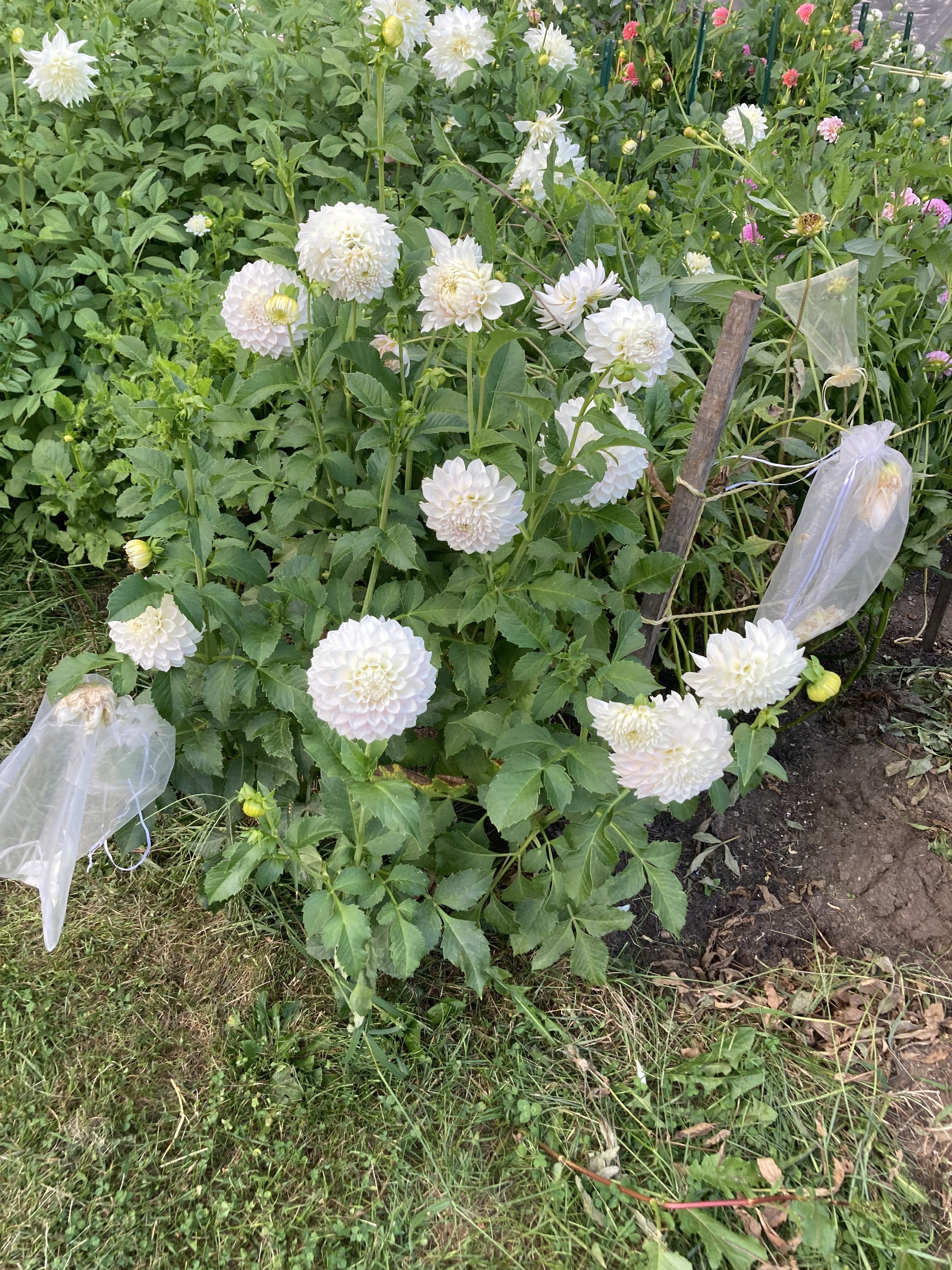 IMG_6274.jpeg