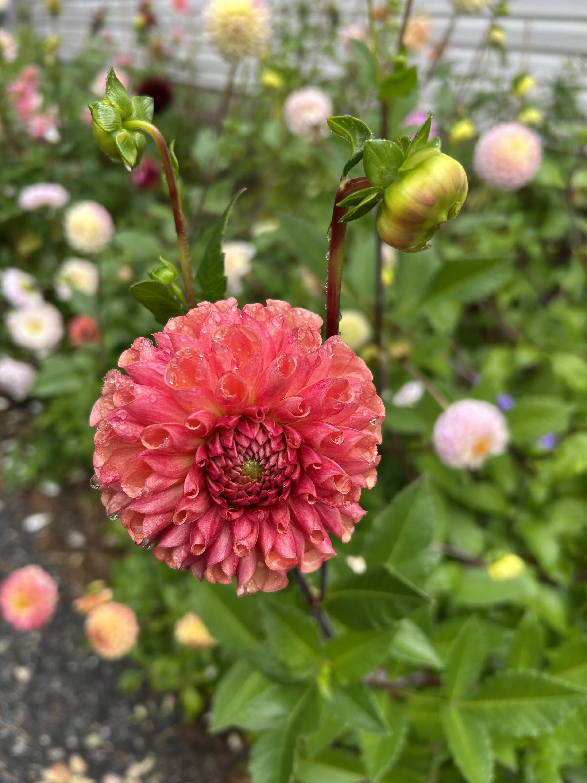 IMG_2612.jpeg