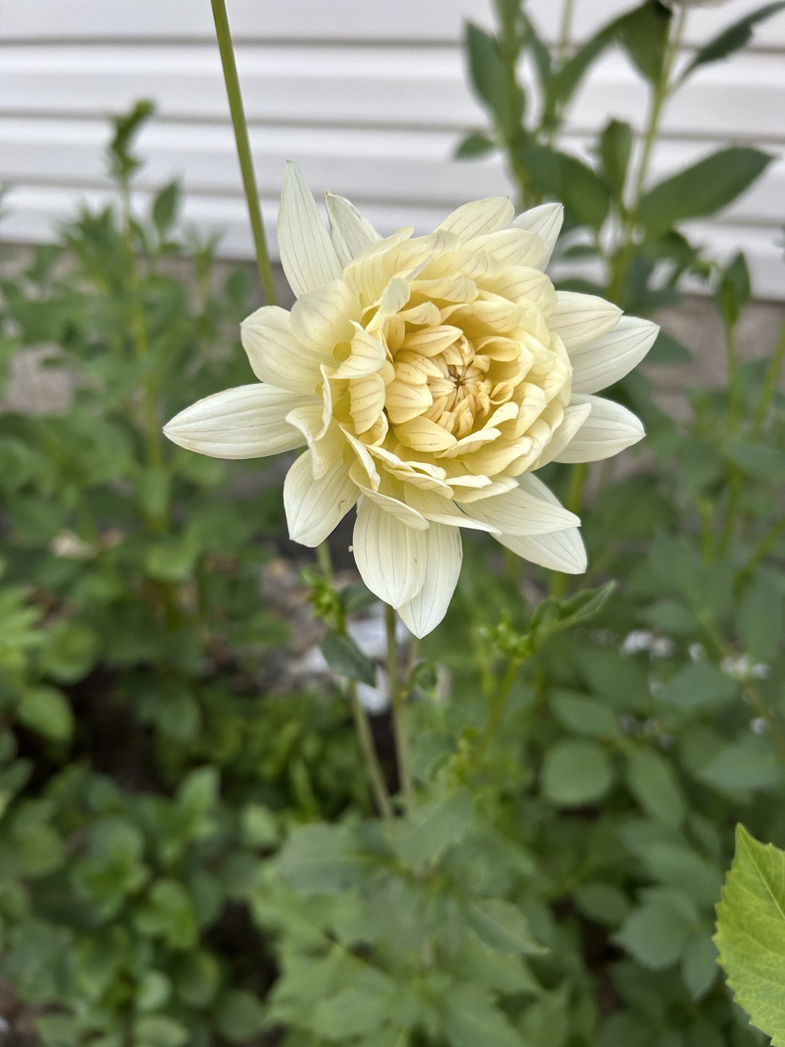 IMG_1817.jpeg