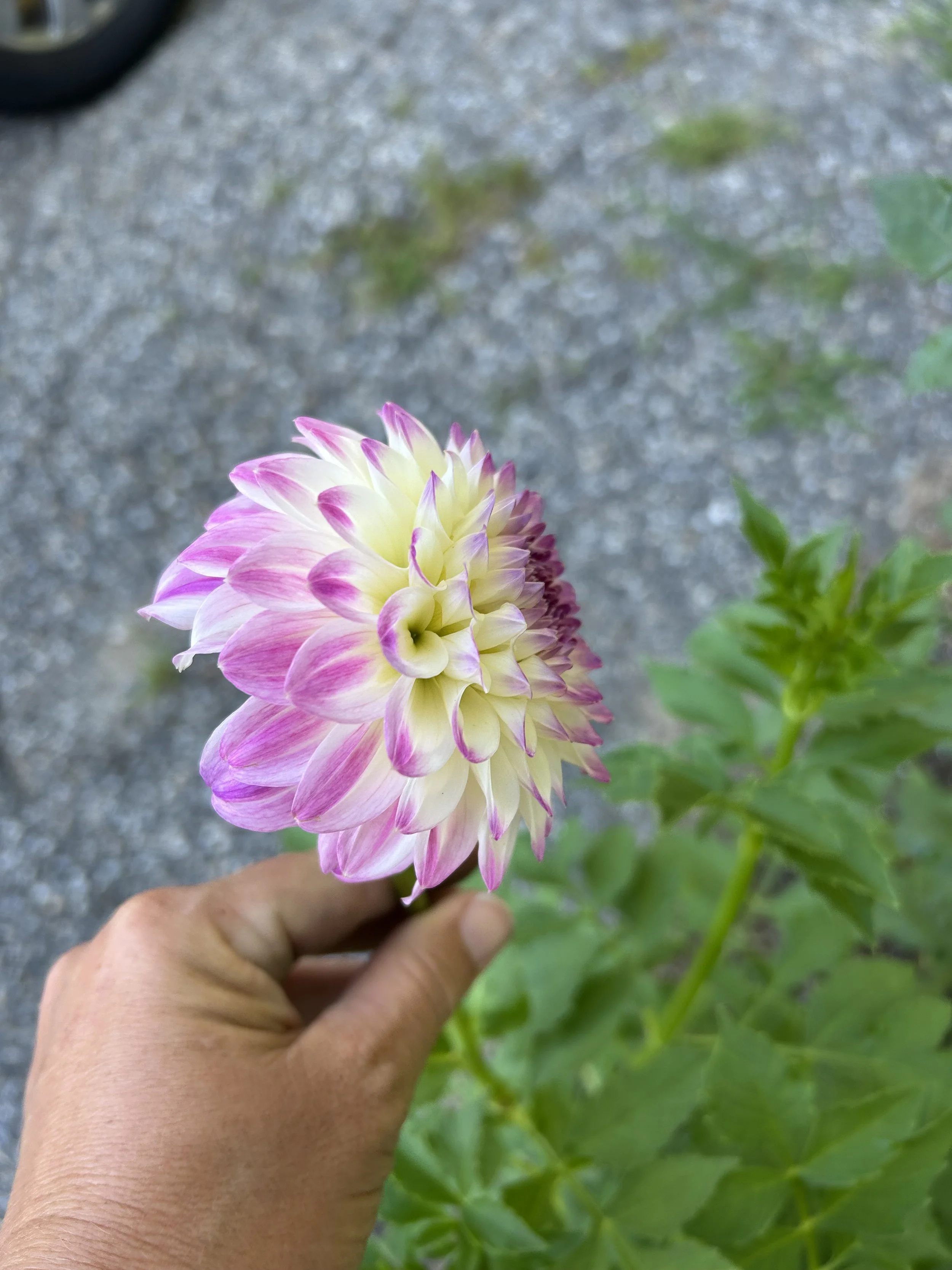 IMG_1568.jpeg