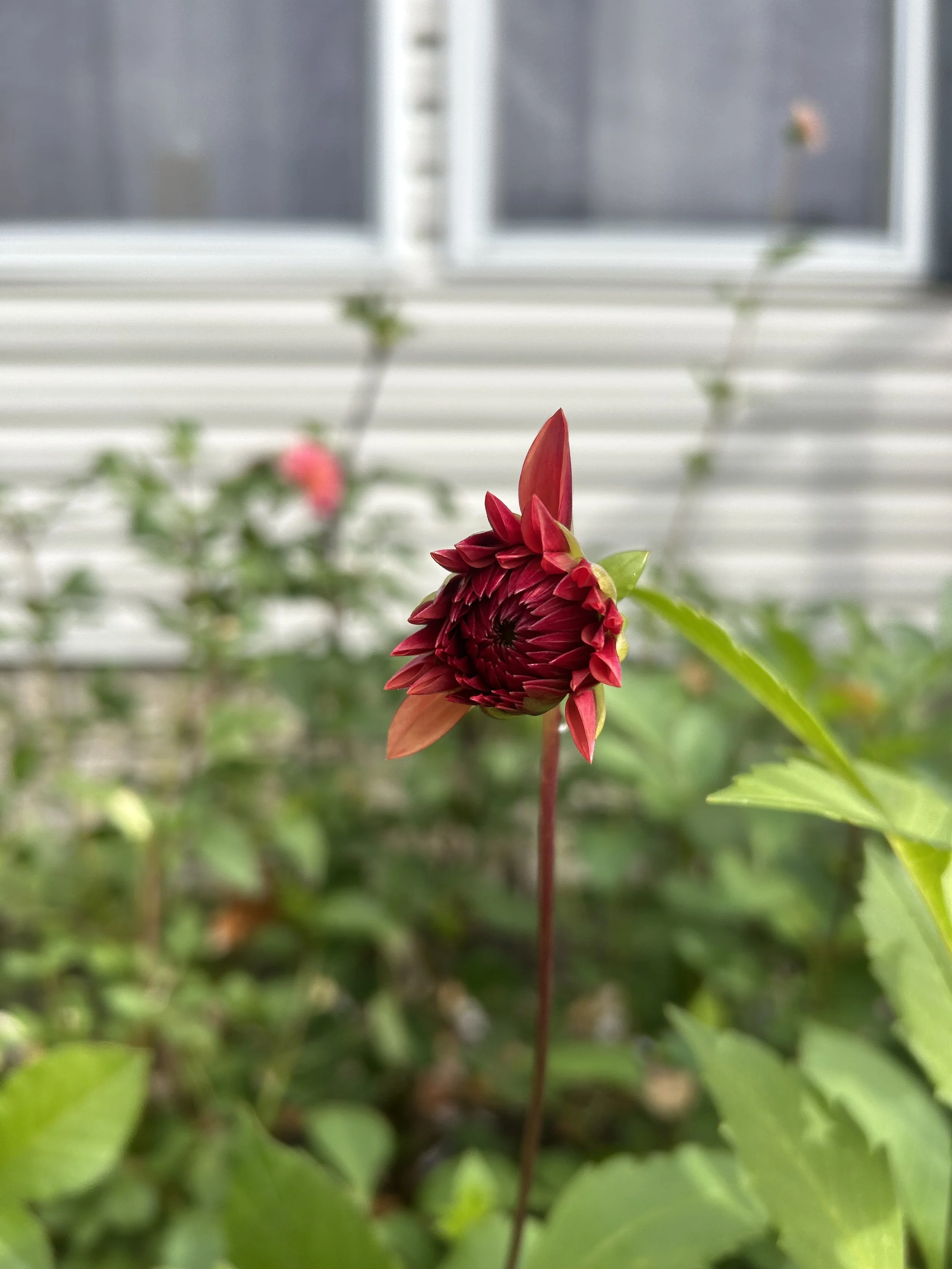 IMG_2843.jpeg