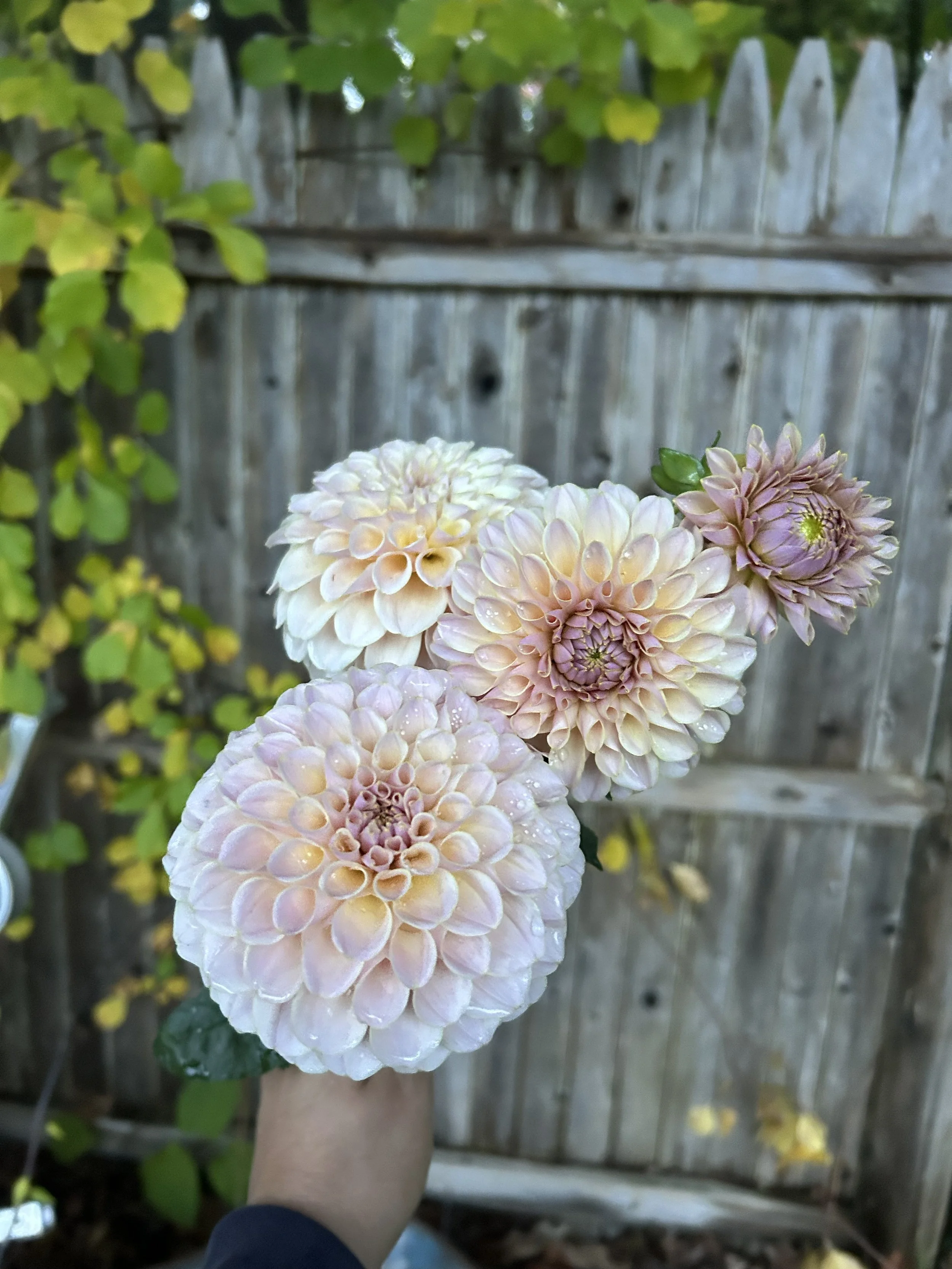 IMG_2680.jpeg