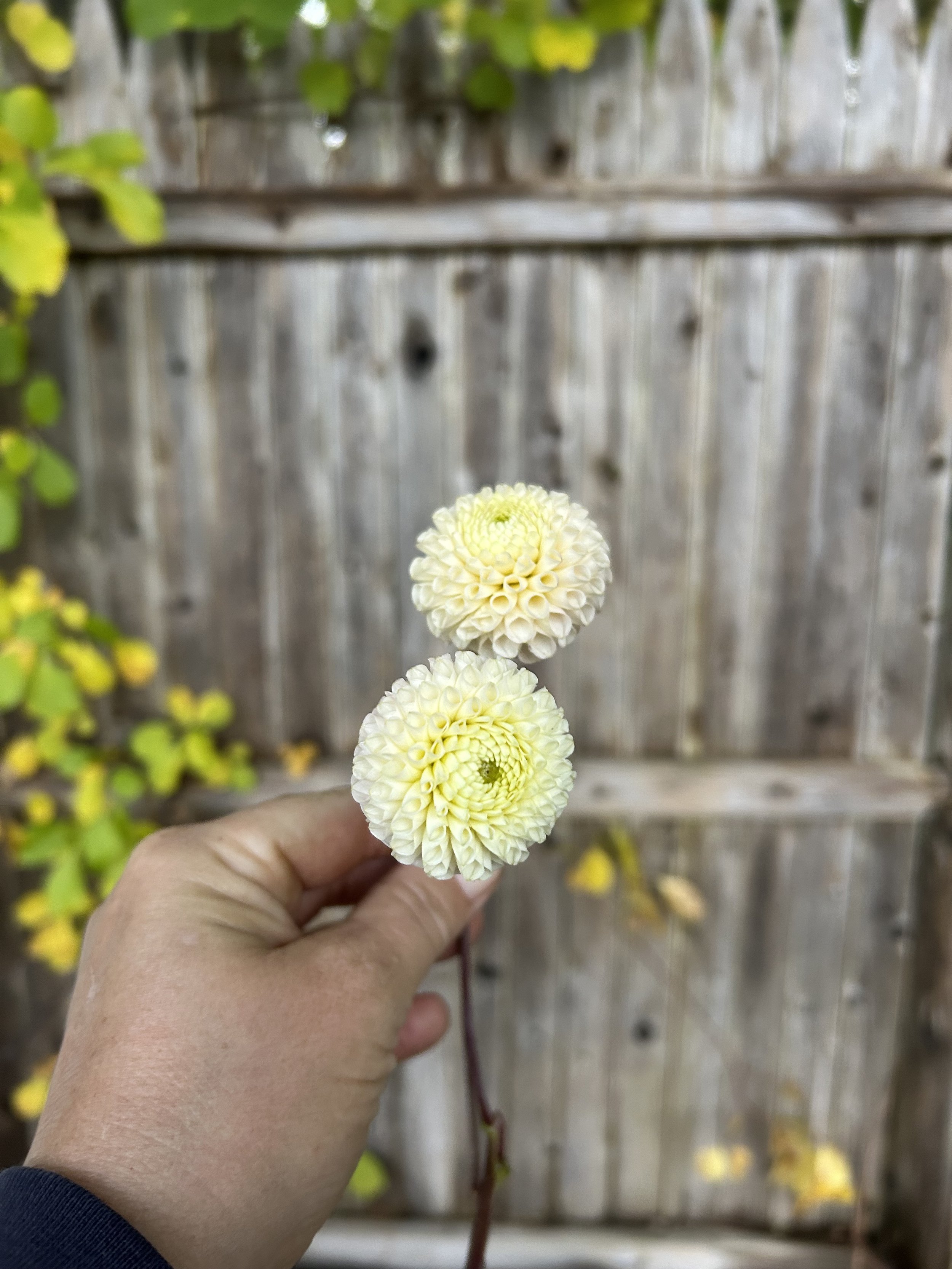 IMG_2658.jpeg