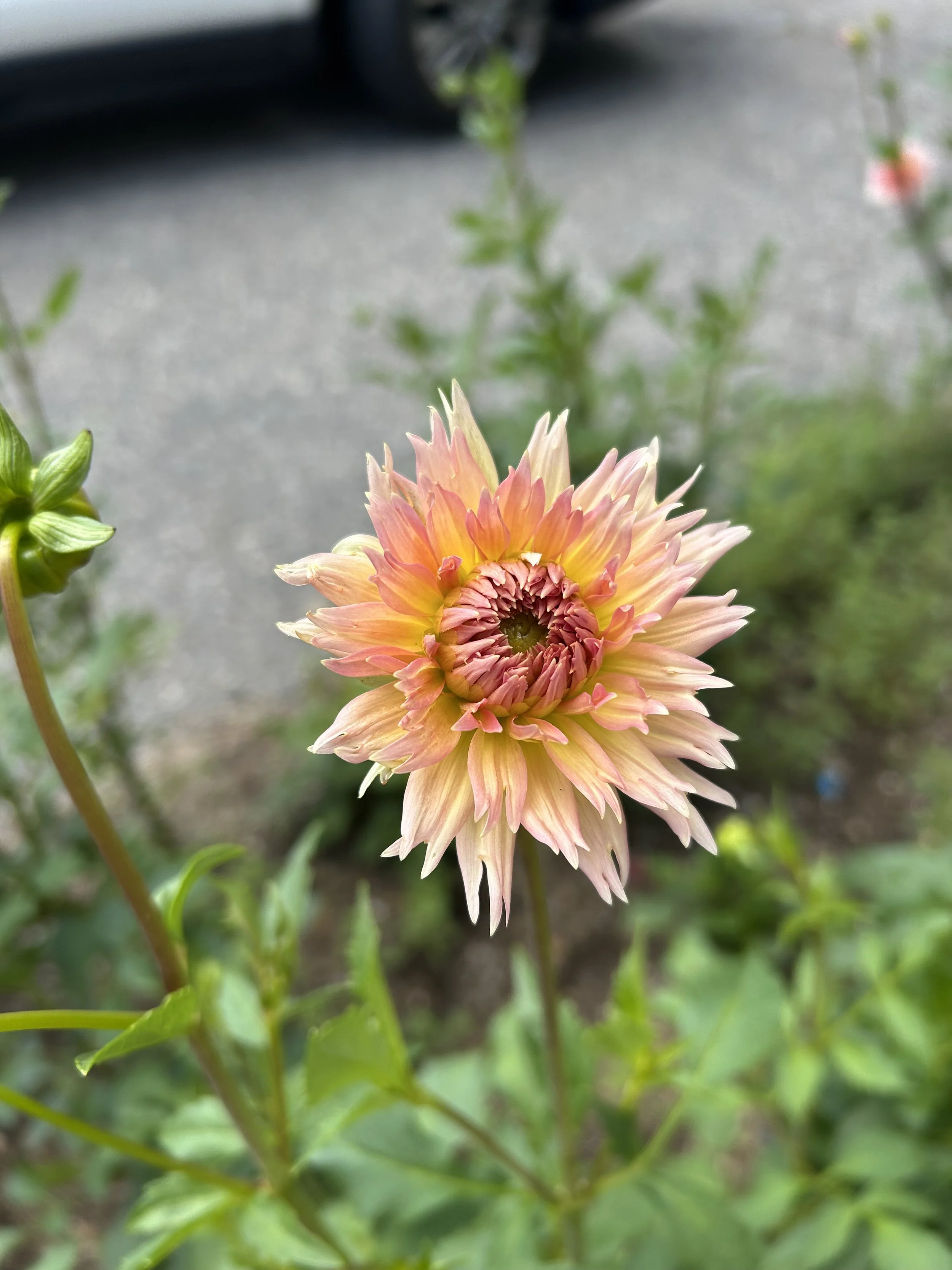 IMG_1790.jpeg