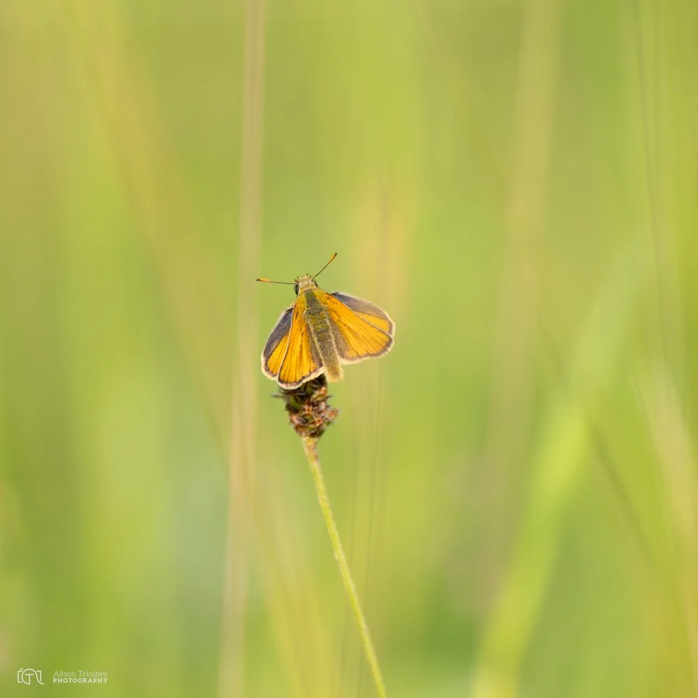 Small Skipper 