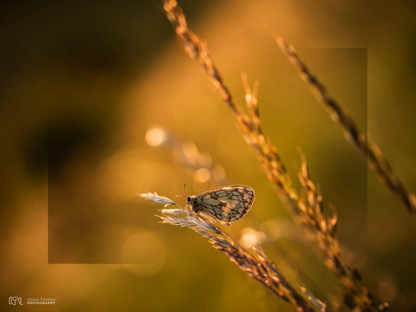 Marbled White Roosting