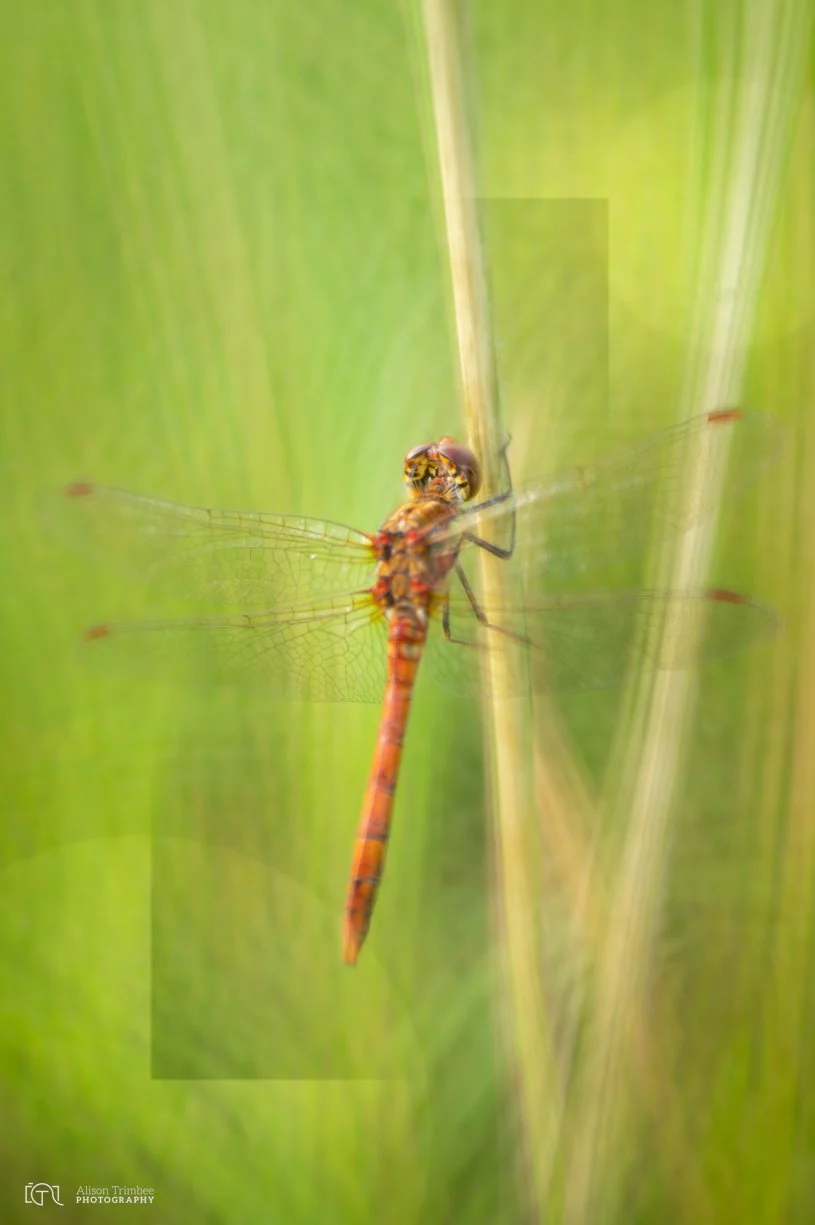 Hawker at Sunrise 