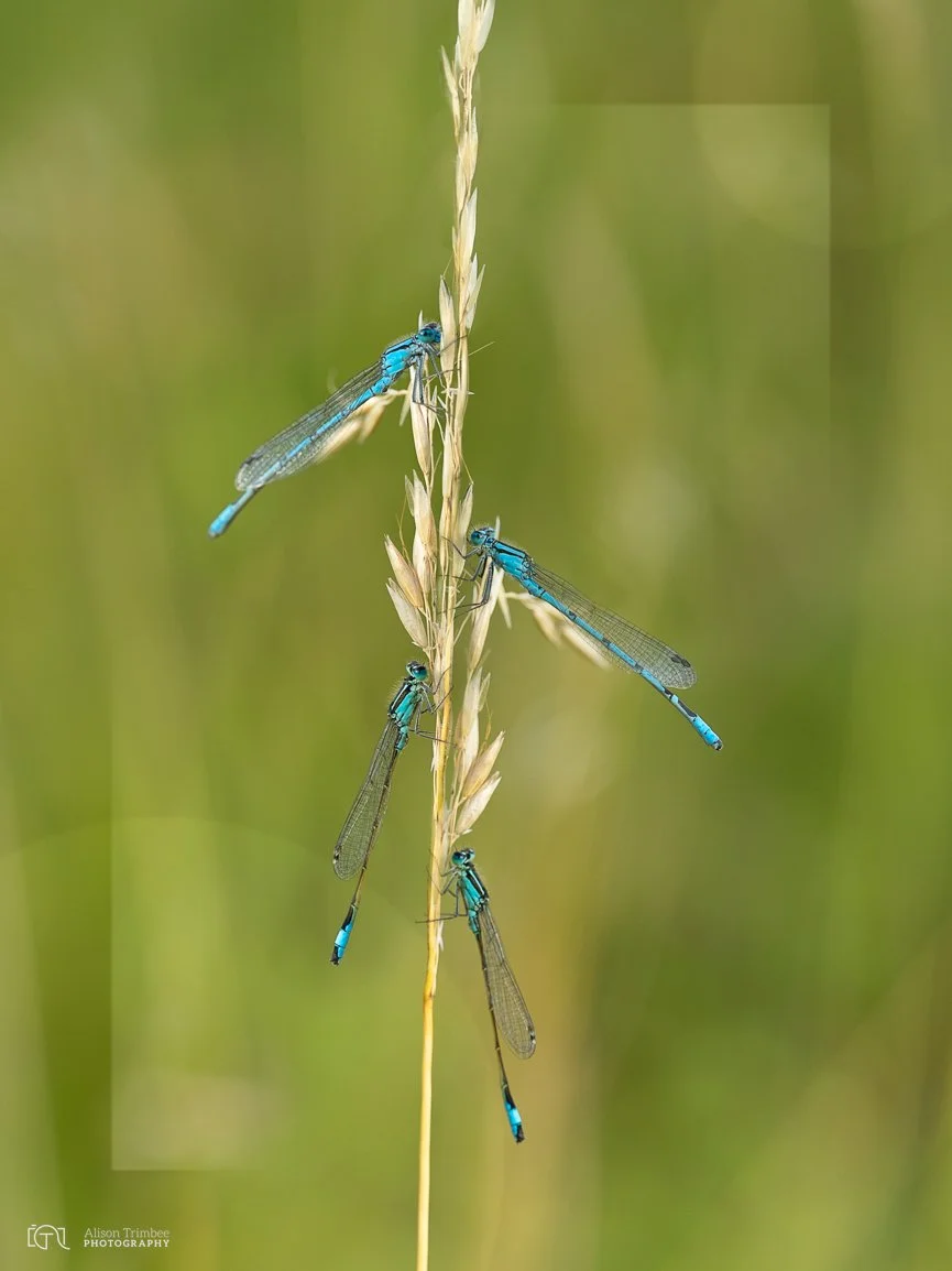 Graceful Damsels 