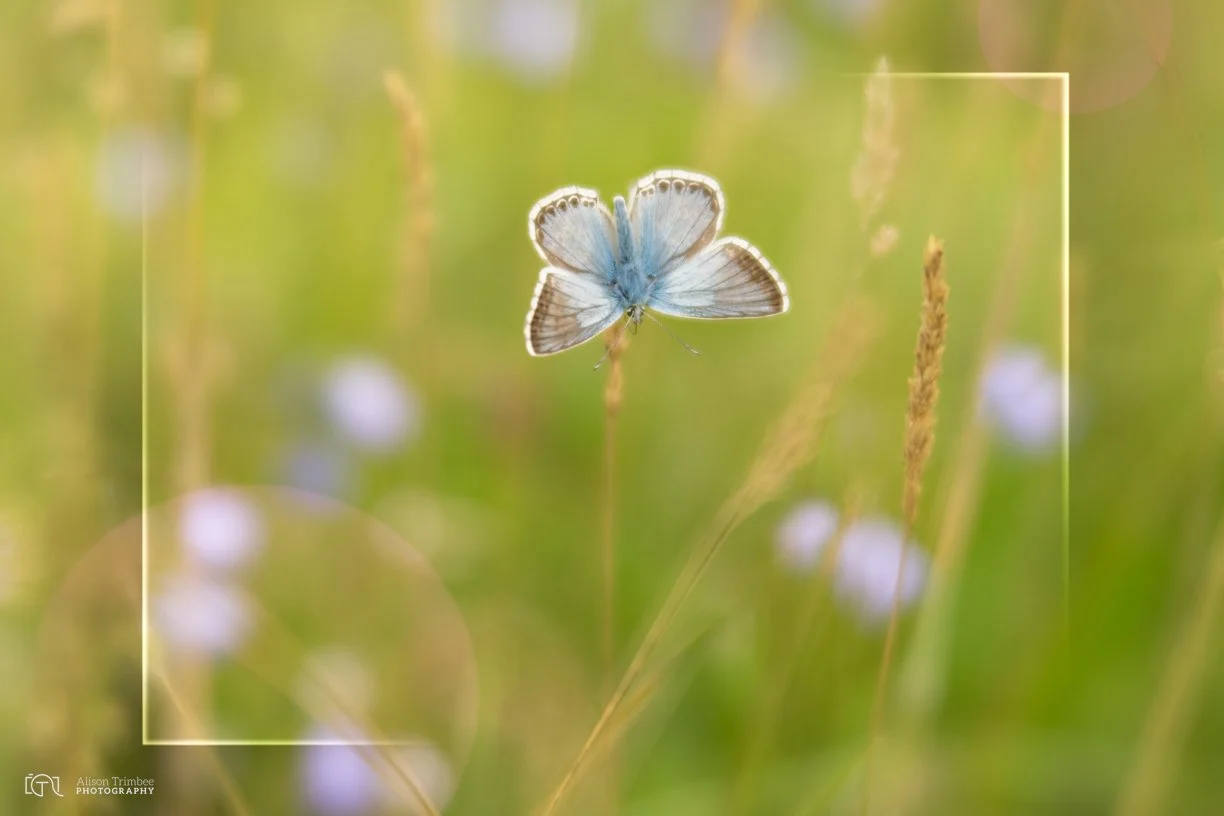 Common Blue amongst the flowers 
