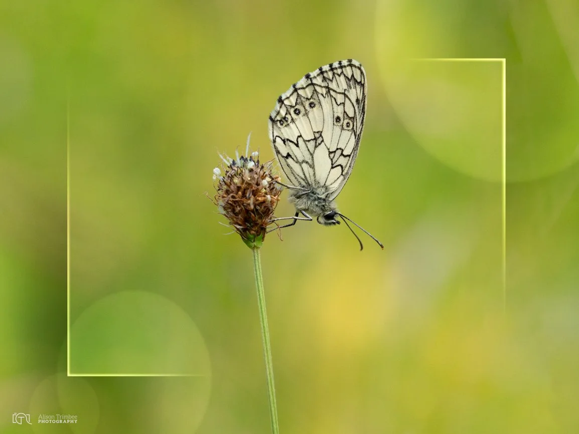 Marbled White 