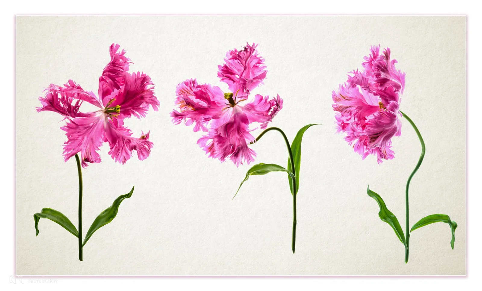 Three Frilly Parrots