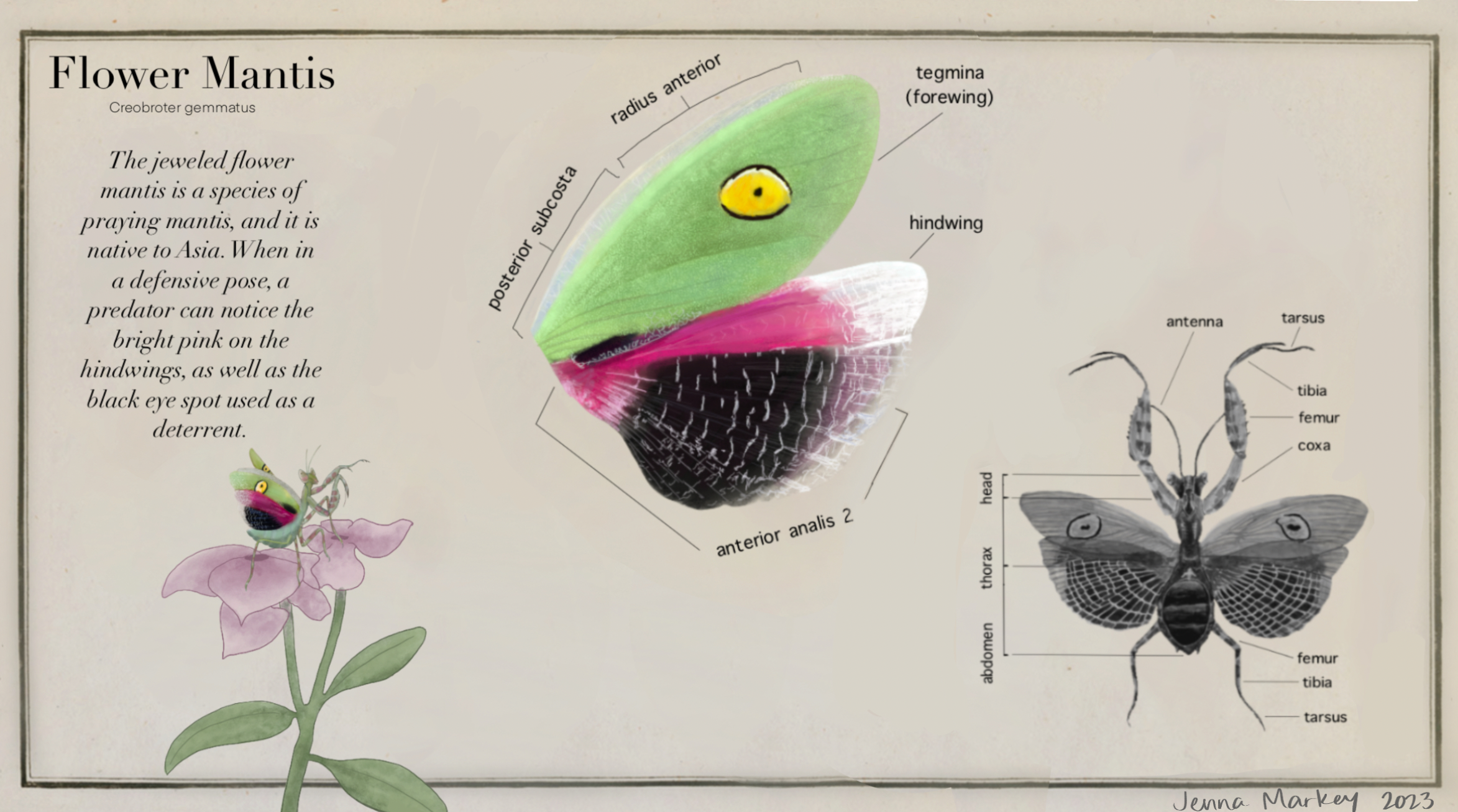 Scientific Illustration: Mantis 