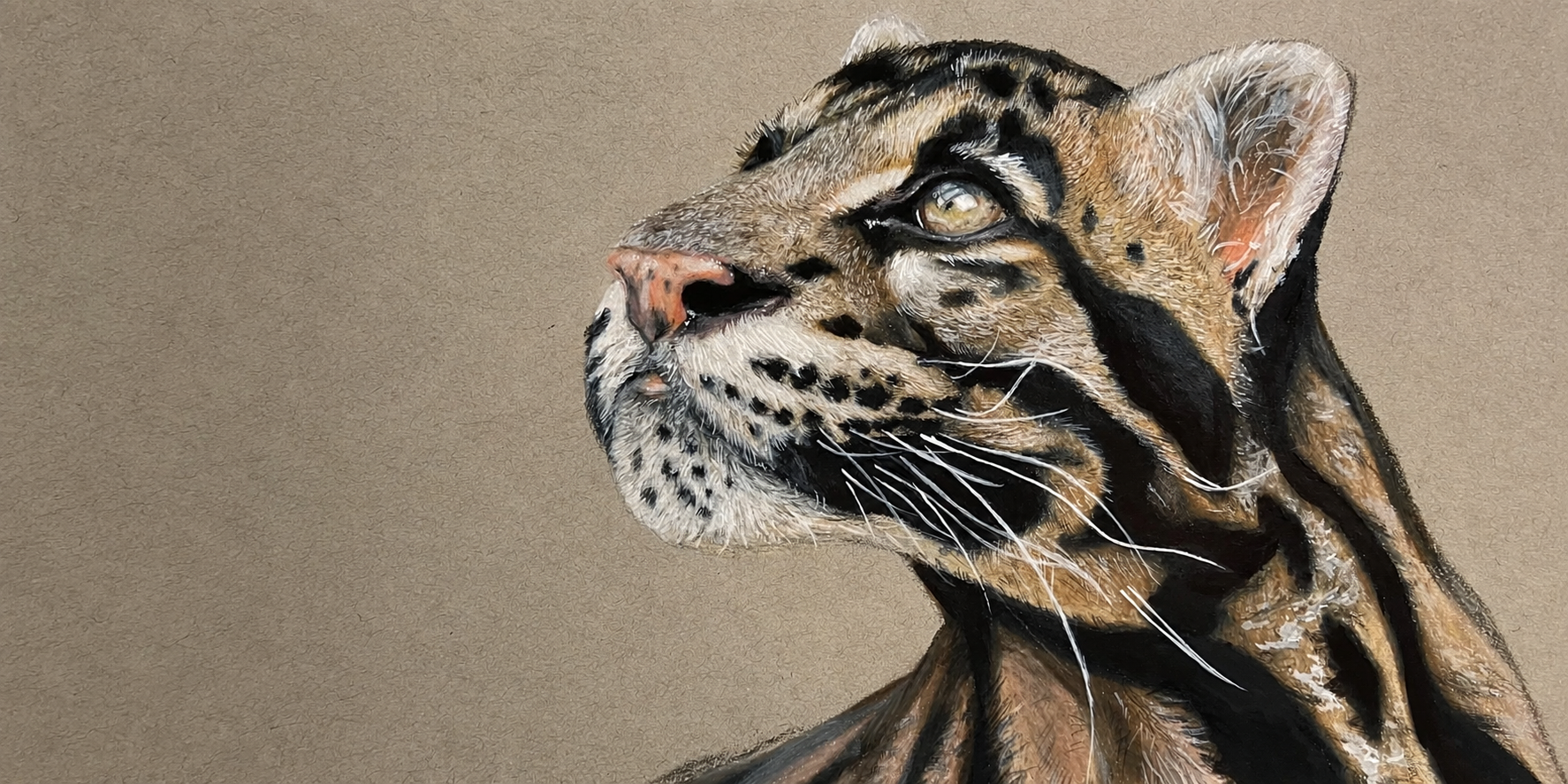 Clouded Leopard | 9x12 in. Colored Pencil on Toned Paper. 2020