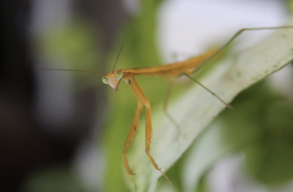 Photography: "Rez" (Mantis)