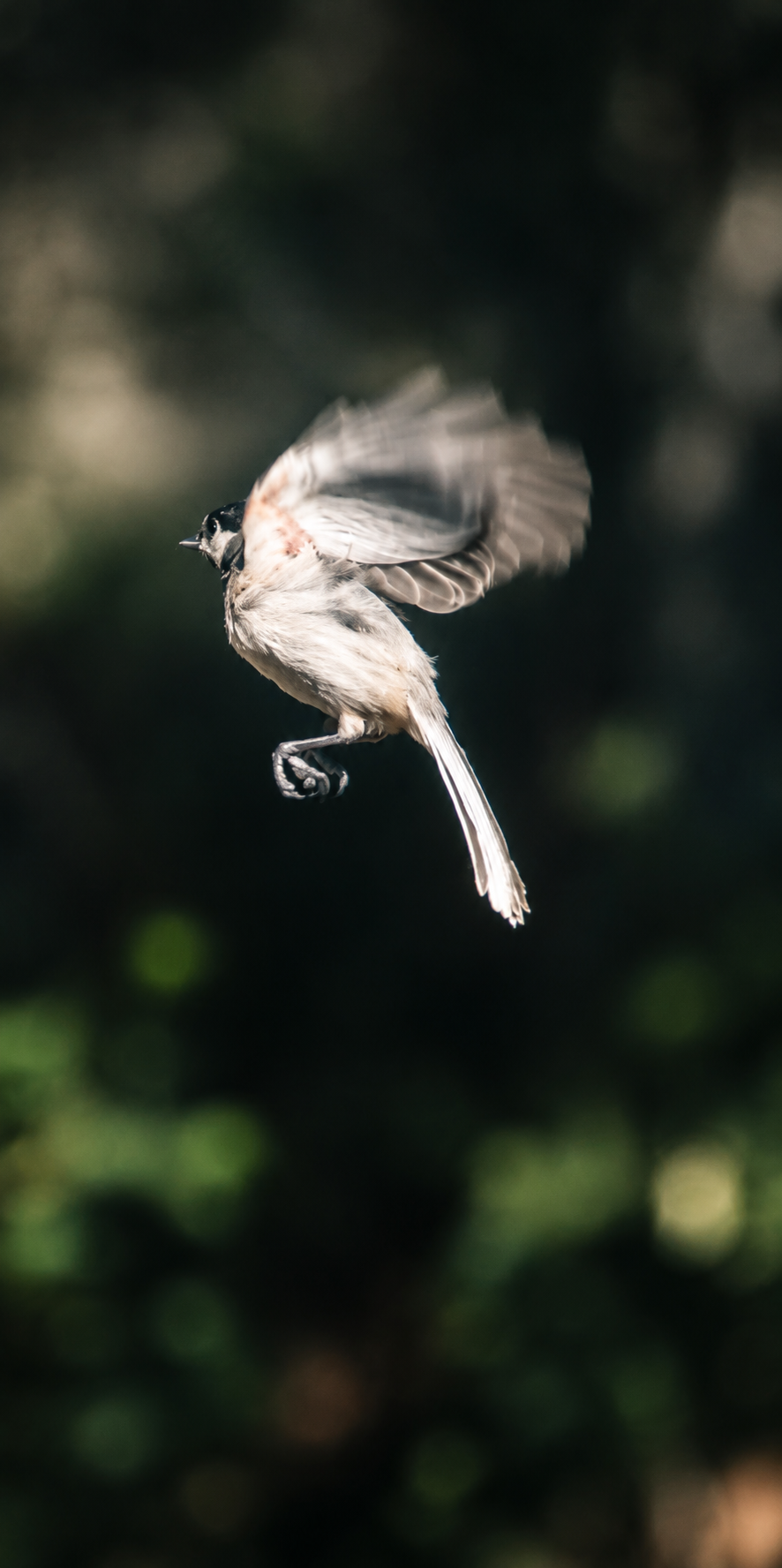 Midflight | Photography. 2022