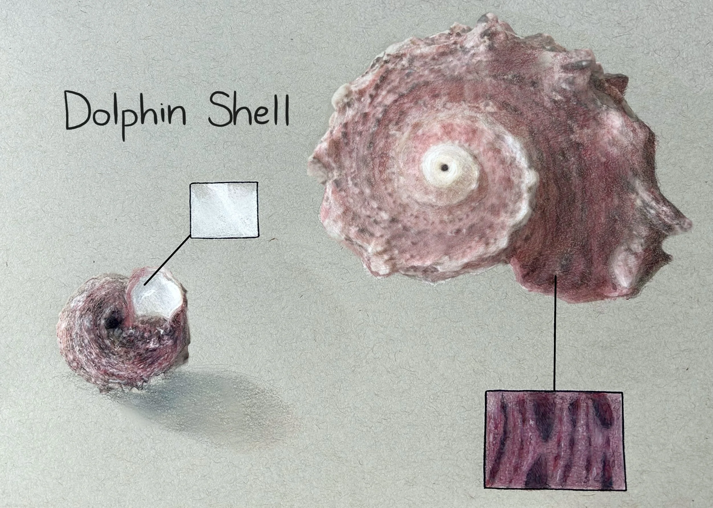 Scientific Illustration: Shell